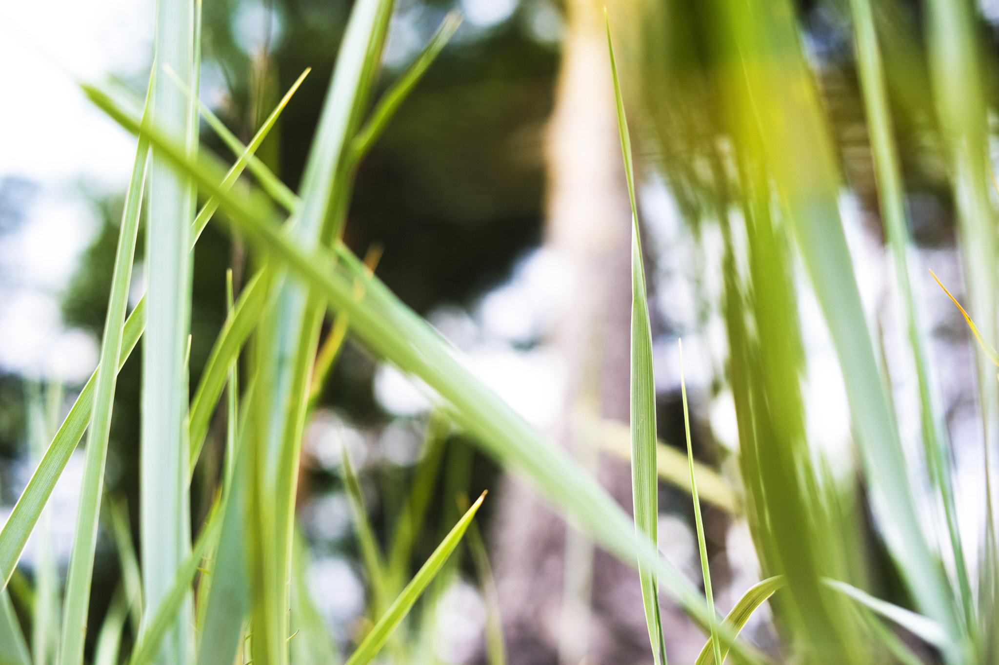 Sony a7 + Sony 50mm F1.4 sample photo. Just around photography