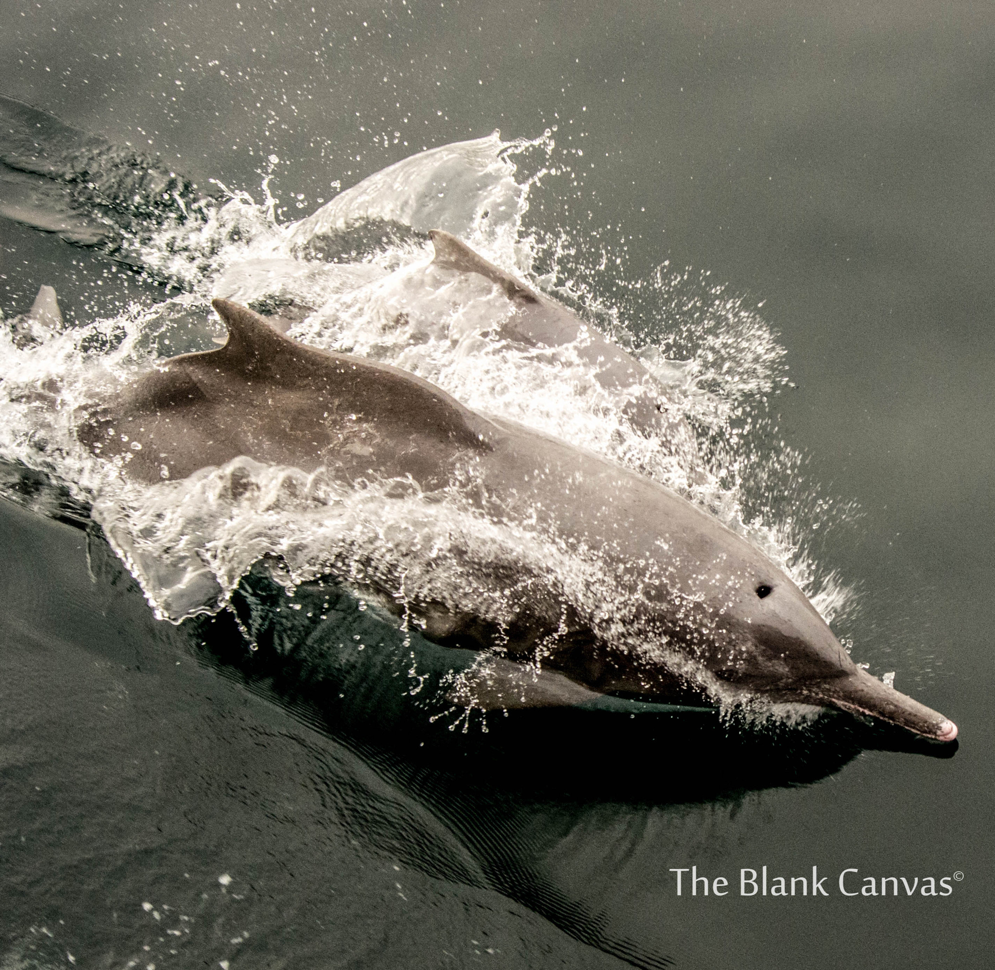 Pentax K-5 sample photo. Jumpy dolphins photography