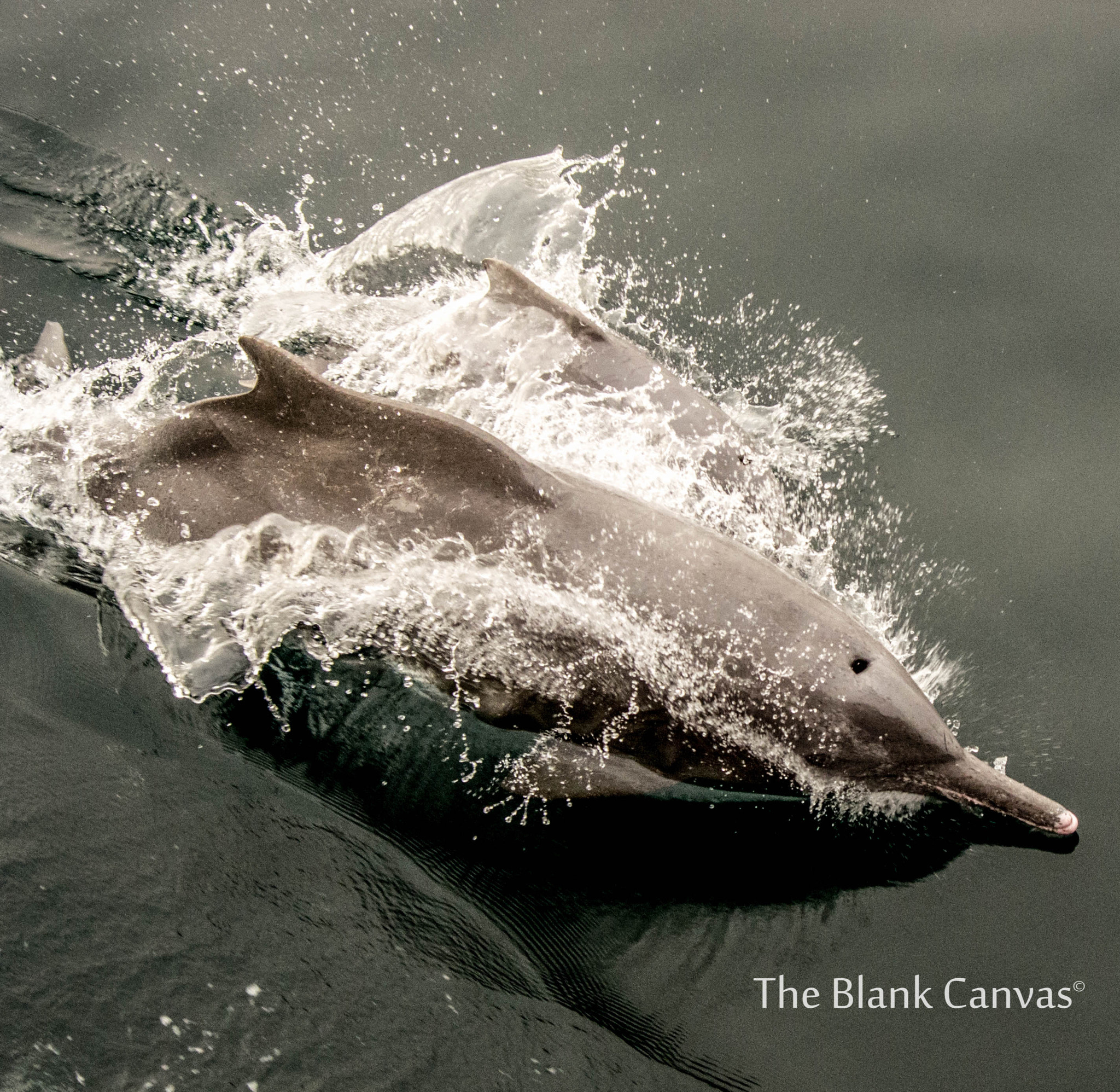 Pentax smc DA 50-200mm F4-5.6 ED WR sample photo. Jumpy dolphins photography
