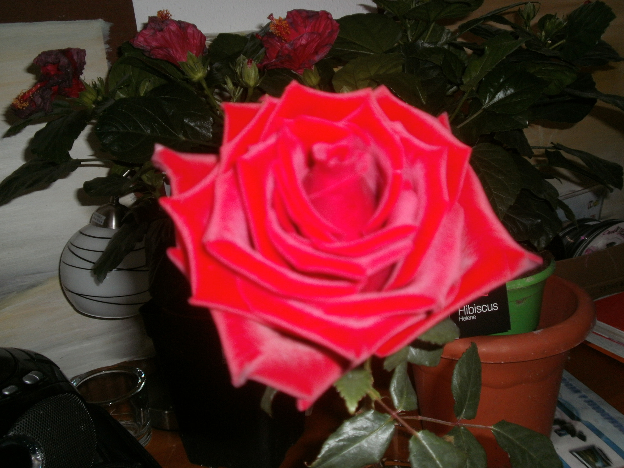 Olympus FE4020,X940 sample photo. Rose photography