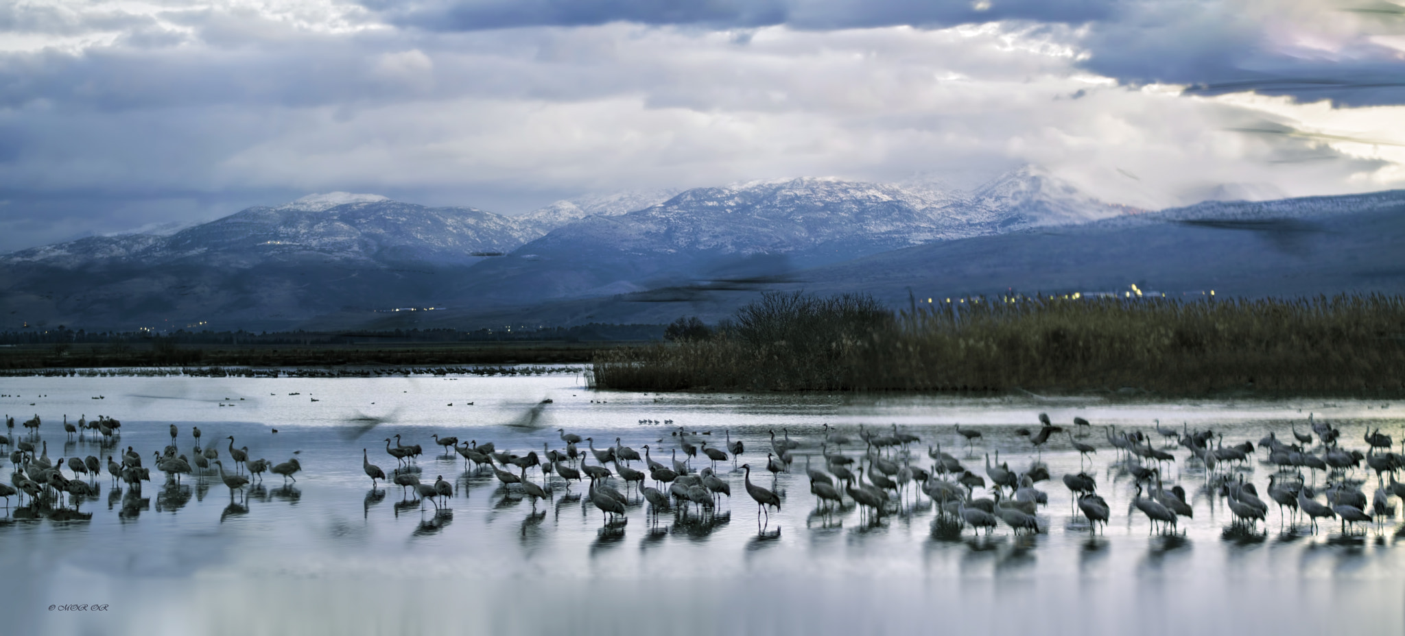 Sigma 70-200mm F2.8 EX DG OS HSM sample photo. Cranes at the lake photography