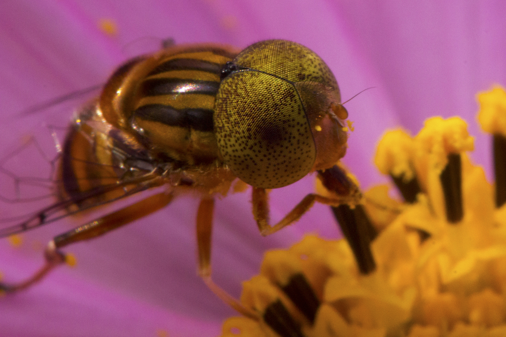 Canon EF 100mm F2.8L Macro IS USM sample photo. Fly on flower photography