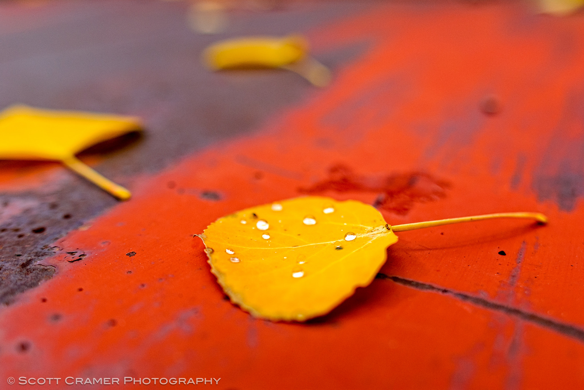 Nikon D200 + Sigma 24mm F1.8 EX DG Aspherical Macro sample photo. Aspen leaves on old red truck in autumn photography