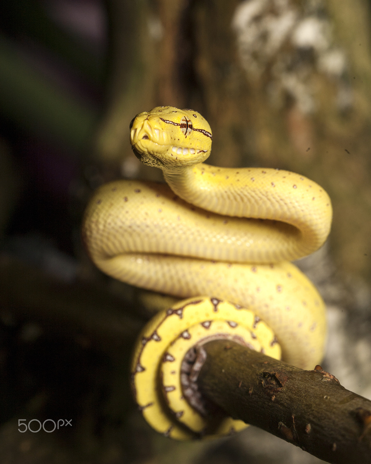 Canon EF 100mm F2.8 Macro USM sample photo. Take care no closer ! photography