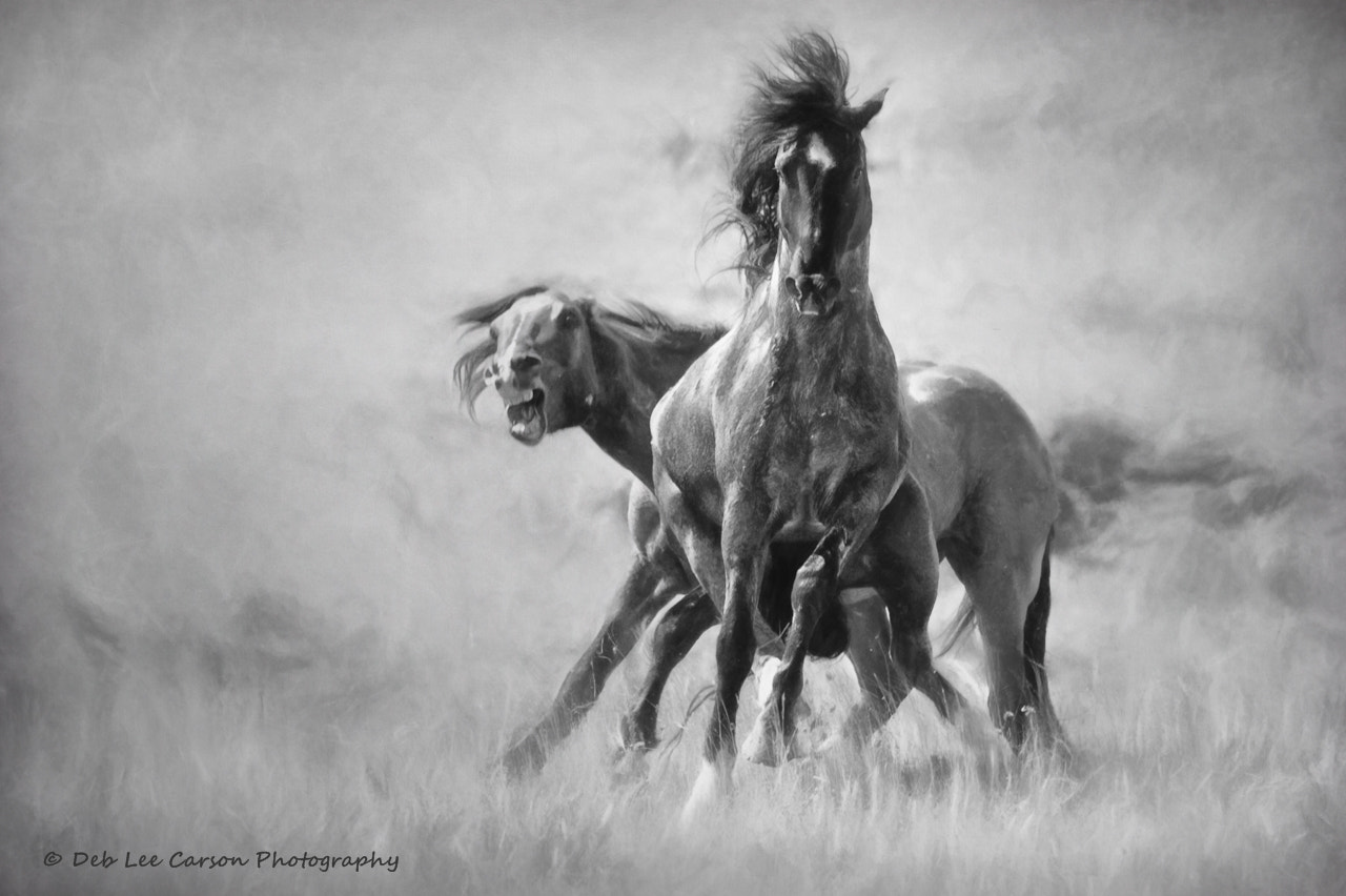 Nikon D3 sample photo. Wild and wicked photography