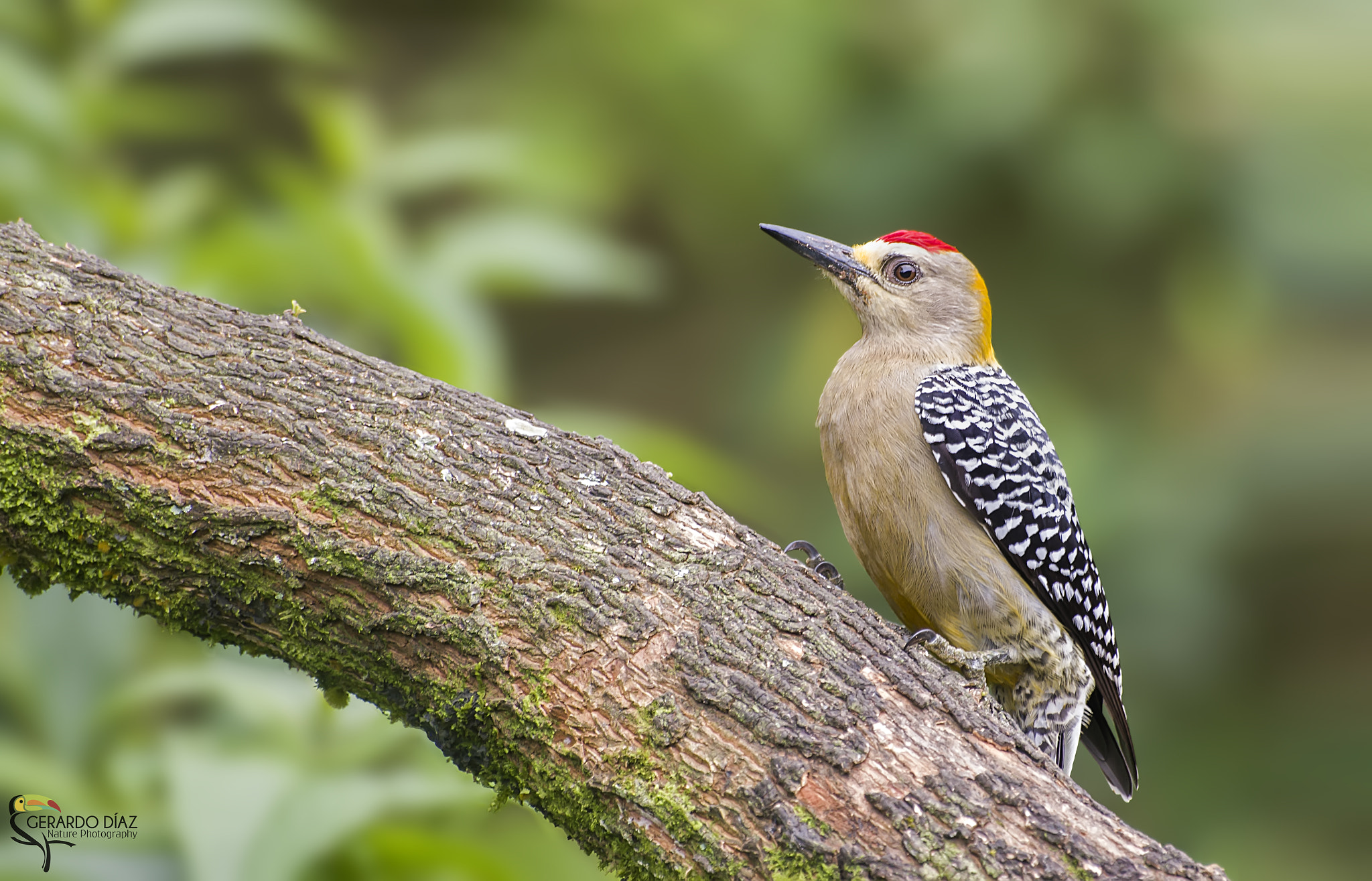 Pentax K-3 II + Sigma sample photo. Hoffmann's woodpecker (melanerpes hoffmannii) photography