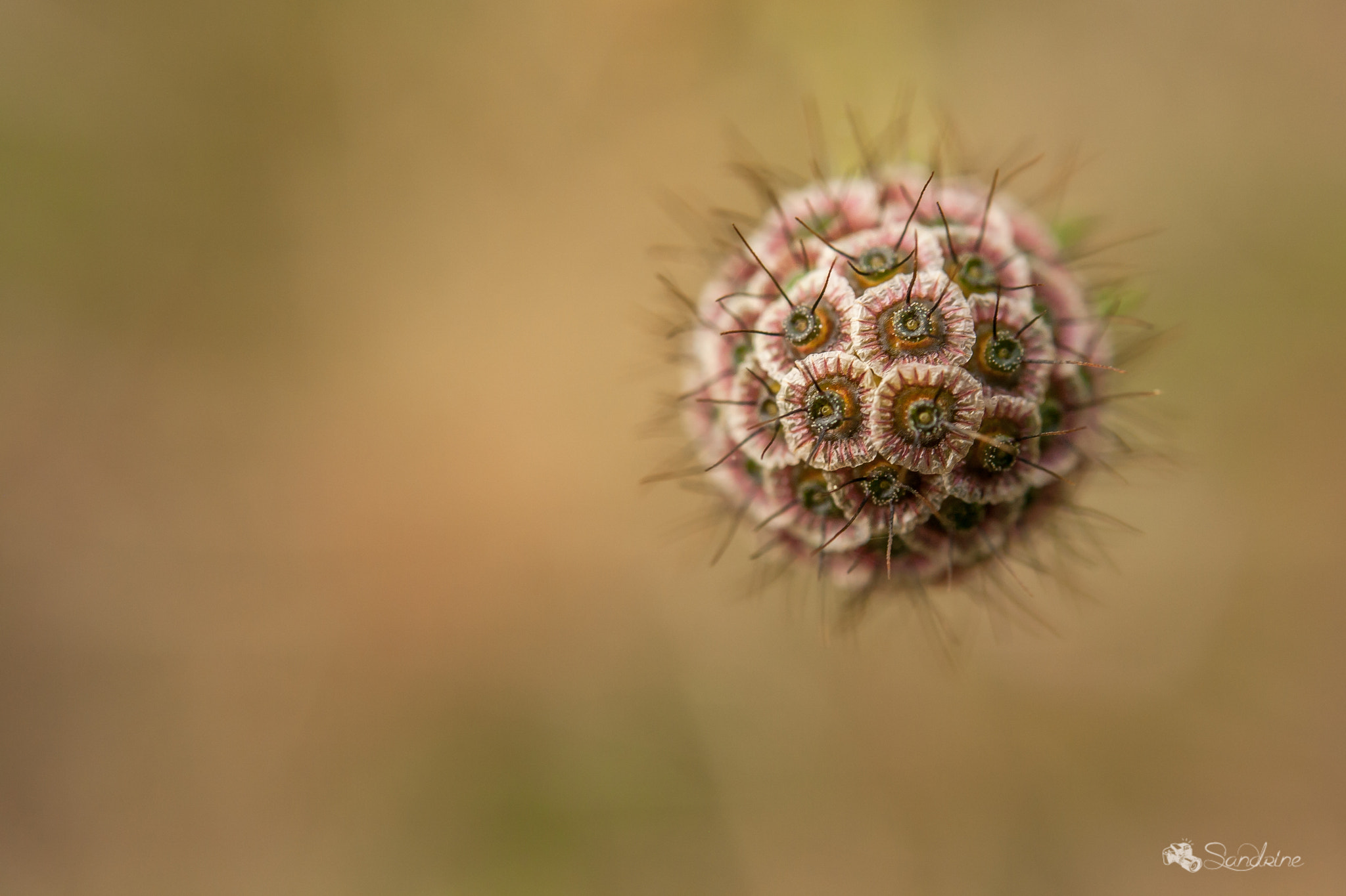 Canon EF 28-80mm f/3.5-5.6 sample photo. Scabieuse photography
