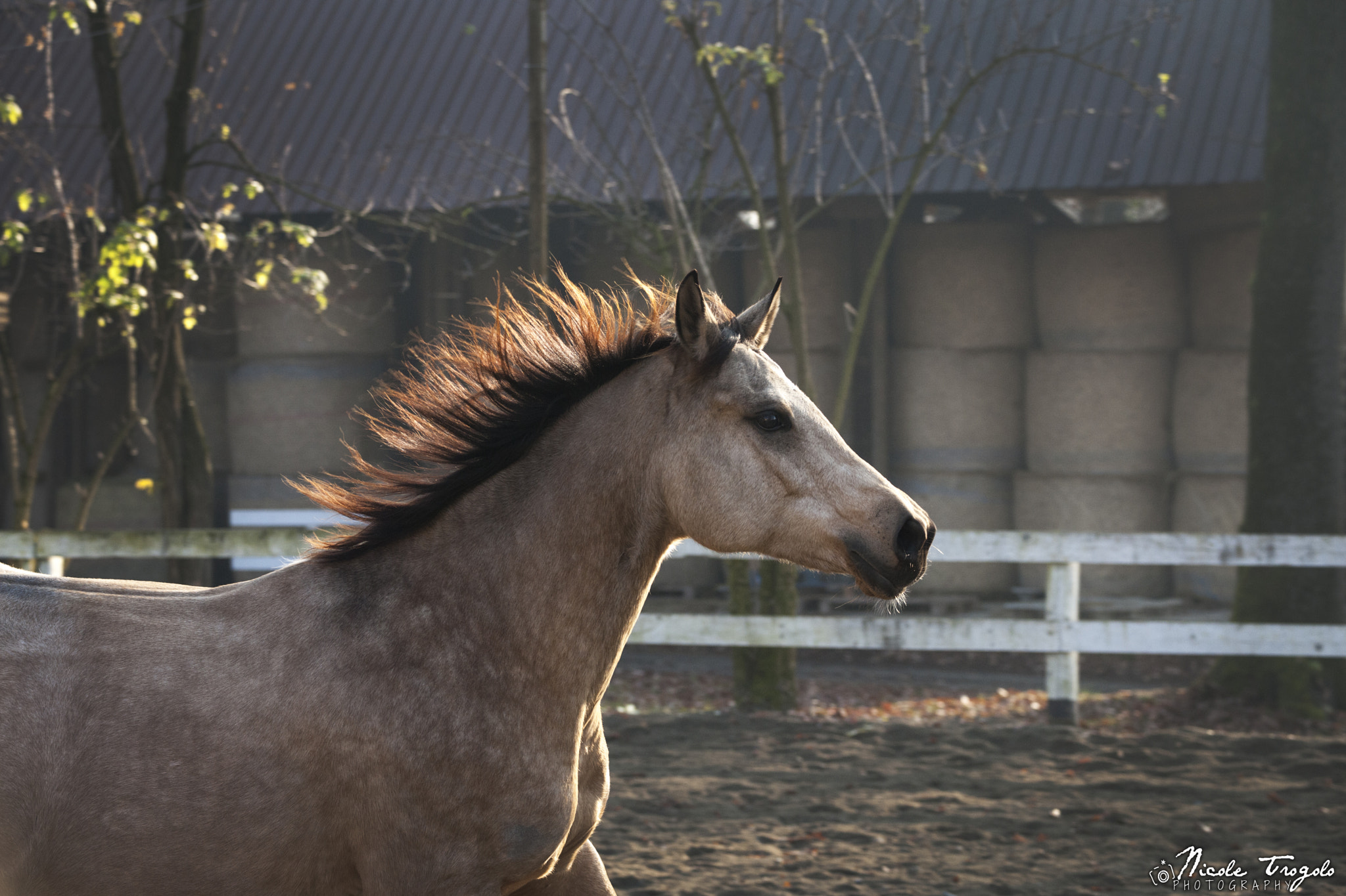 Sigma 70-200mm F2.8 EX DG OS HSM sample photo. Luna photography