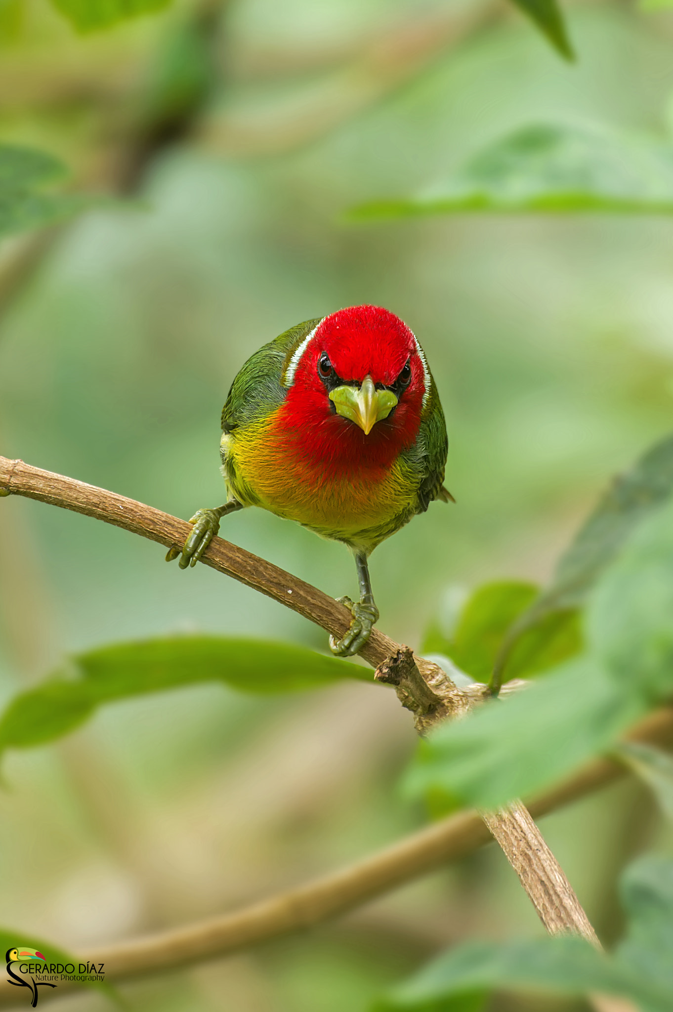 Pentax K-3 II + Sigma sample photo. Red-headed barbet (eubucco bourcierii) photography