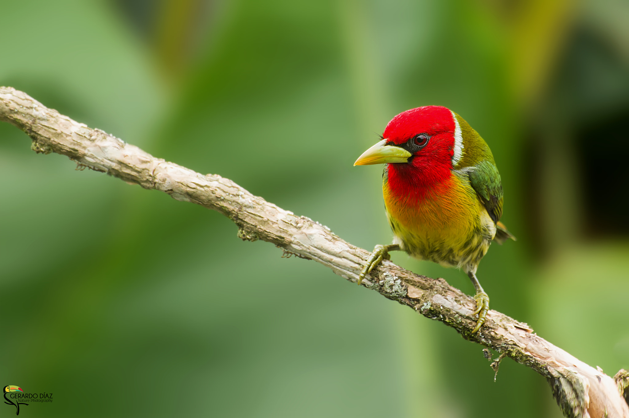 Pentax K-3 II + Sigma sample photo. Red-headed barbet (eubucco bourcierii) photography