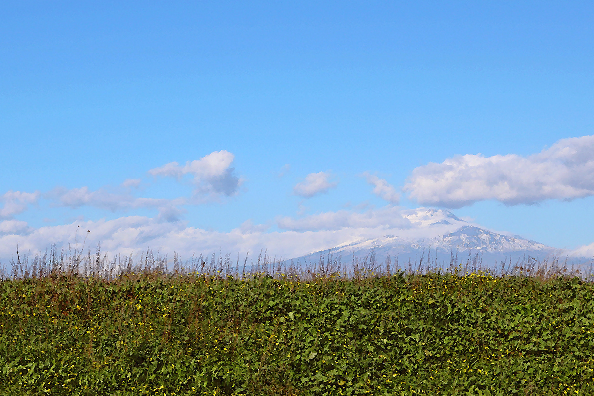 Canon EOS 760D (EOS Rebel T6s / EOS 8000D) + Canon EF 17-40mm F4L USM sample photo. Muro di margherite. photography