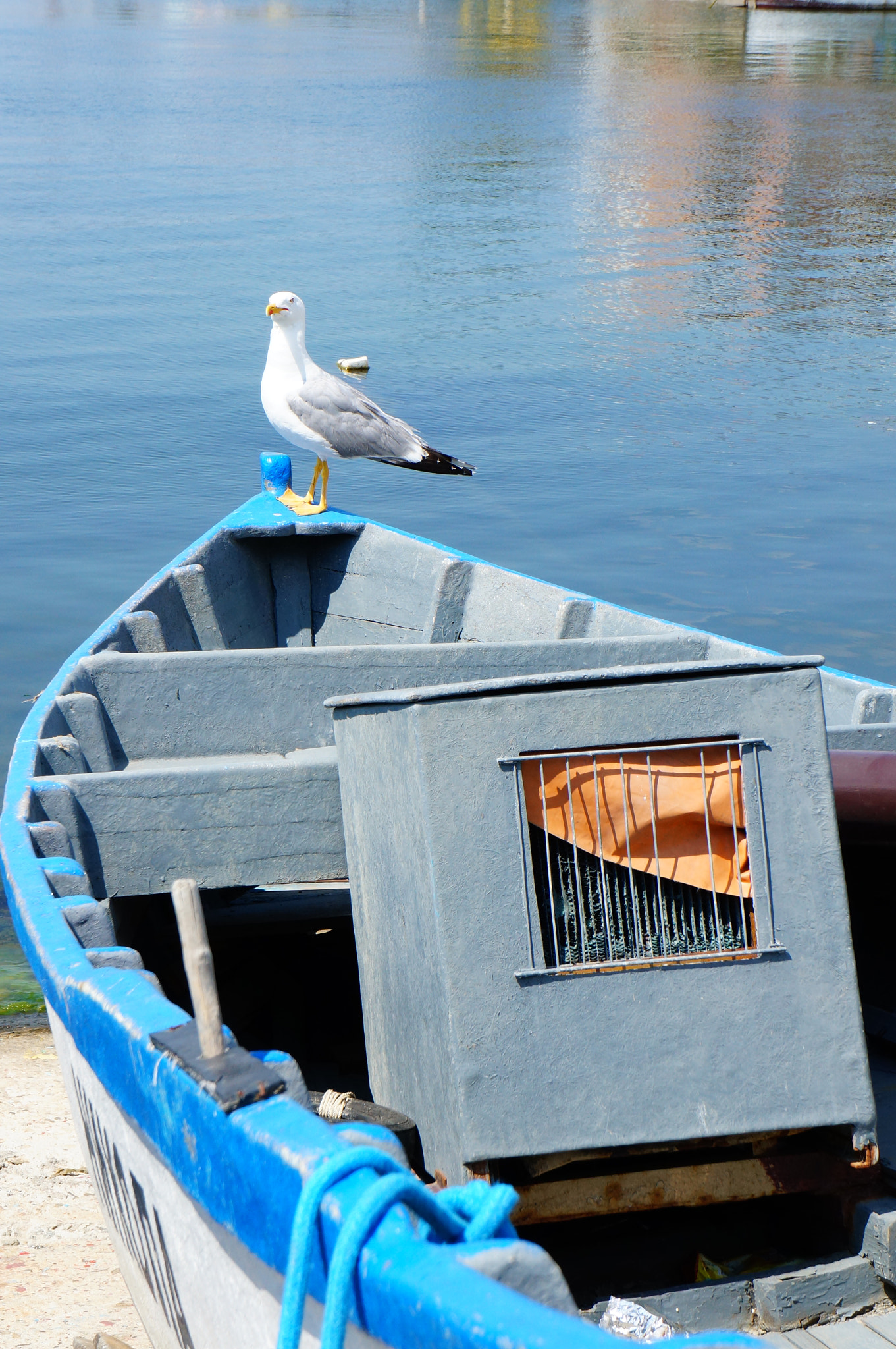 Sony E 18-55mm F3.5-5.6 OSS sample photo. Seagull on boat photography