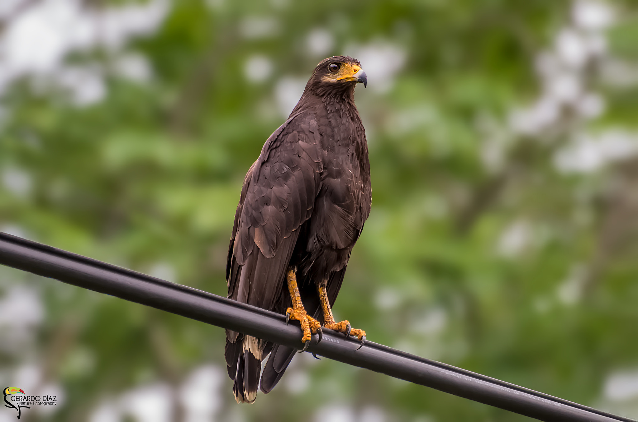 Pentax K-3 II + Sigma sample photo. Common black hawk (buteogallus anthracinus) photography