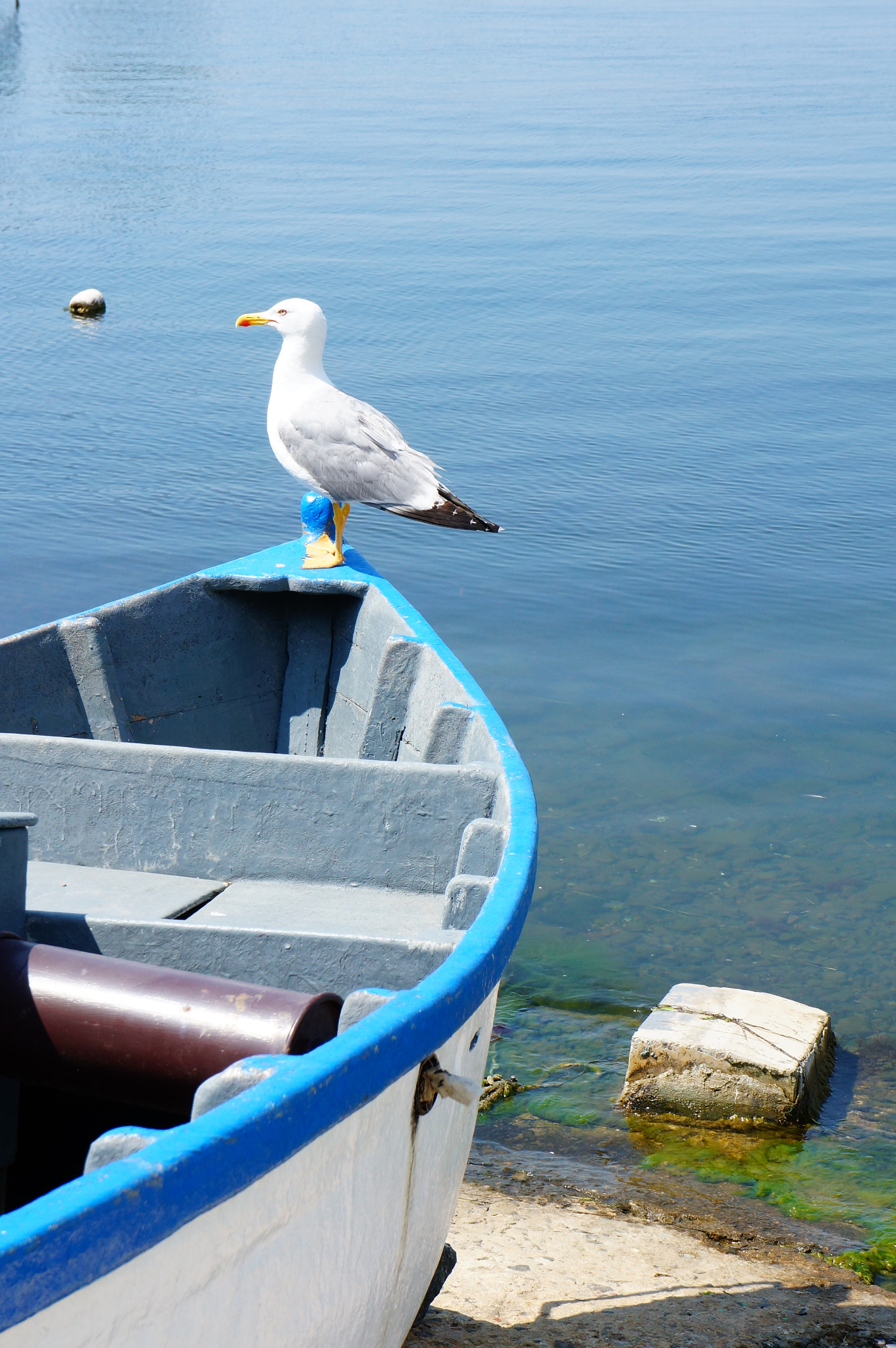 Sony E 18-55mm F3.5-5.6 OSS sample photo. Seagull on boat photography
