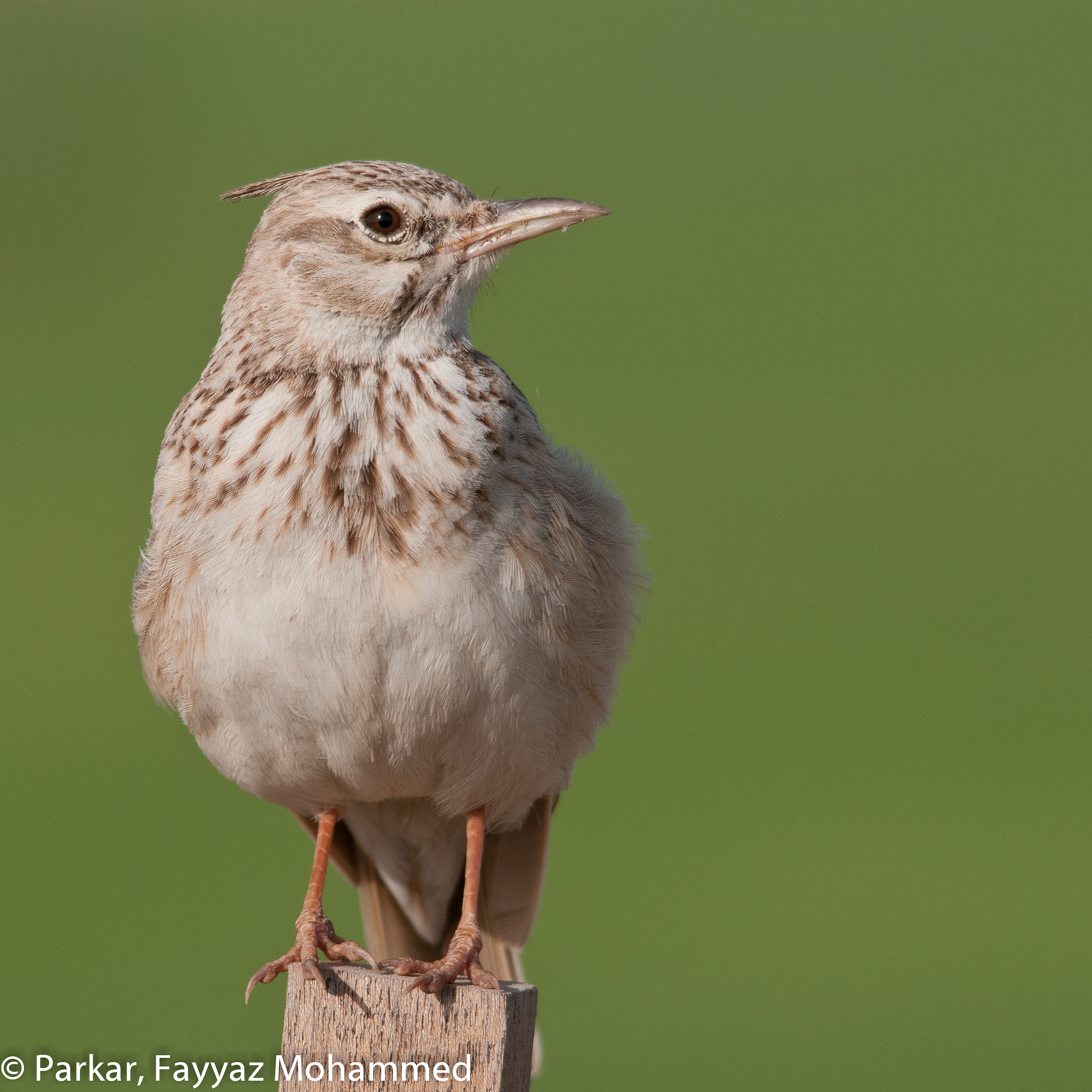 Sigma 150-500mm F5-6.3 DG OS HSM sample photo. A crested lark photography