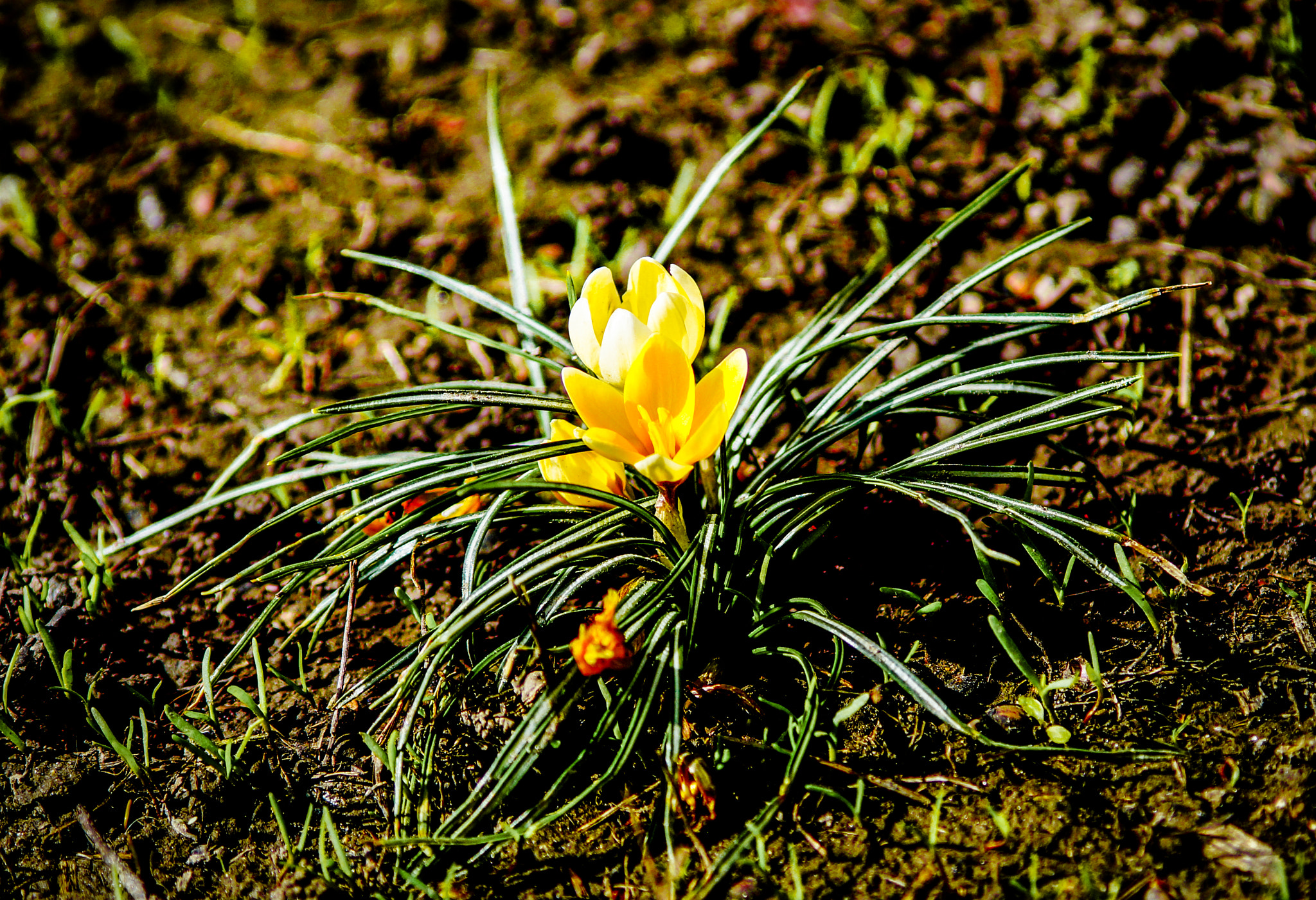 Minolta AF 70-210mm F4 Macro sample photo. Crocus photography