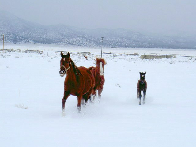 KONICA MINOLTA DiMAGE G500 sample photo. Snowy horses photography