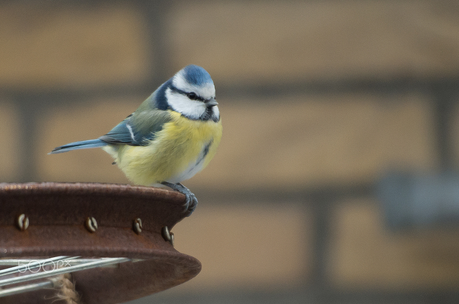 Pentax K-500 + Sigma sample photo. Bluetit photography