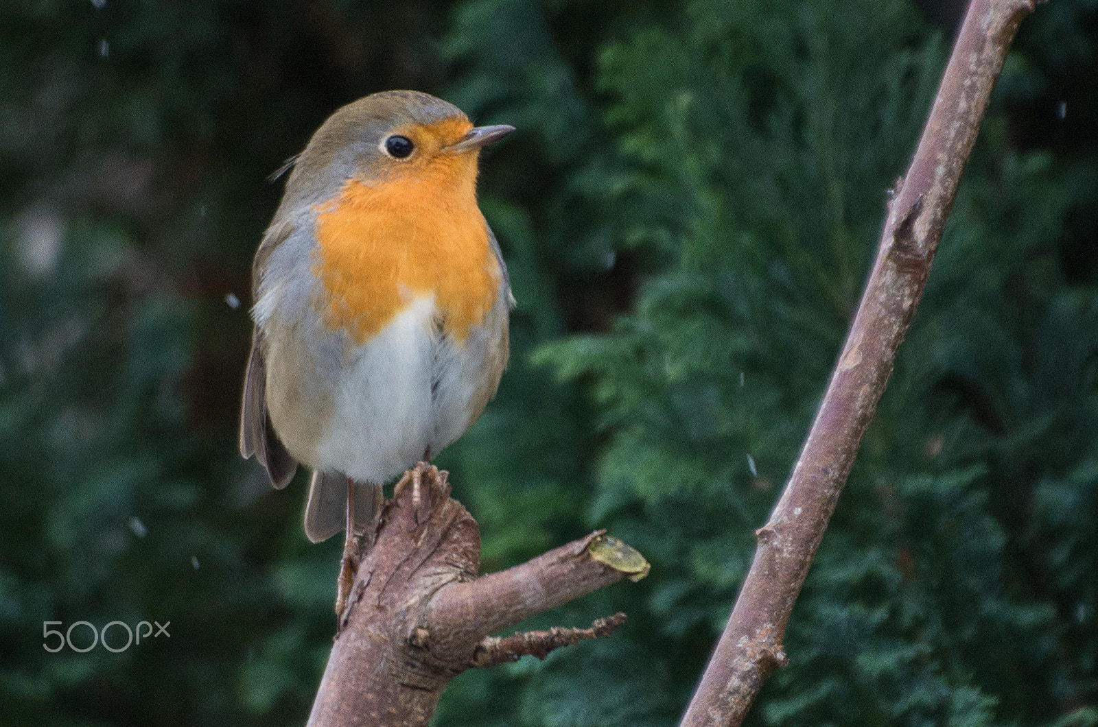 Pentax K-500 + Sigma sample photo. Robin photography