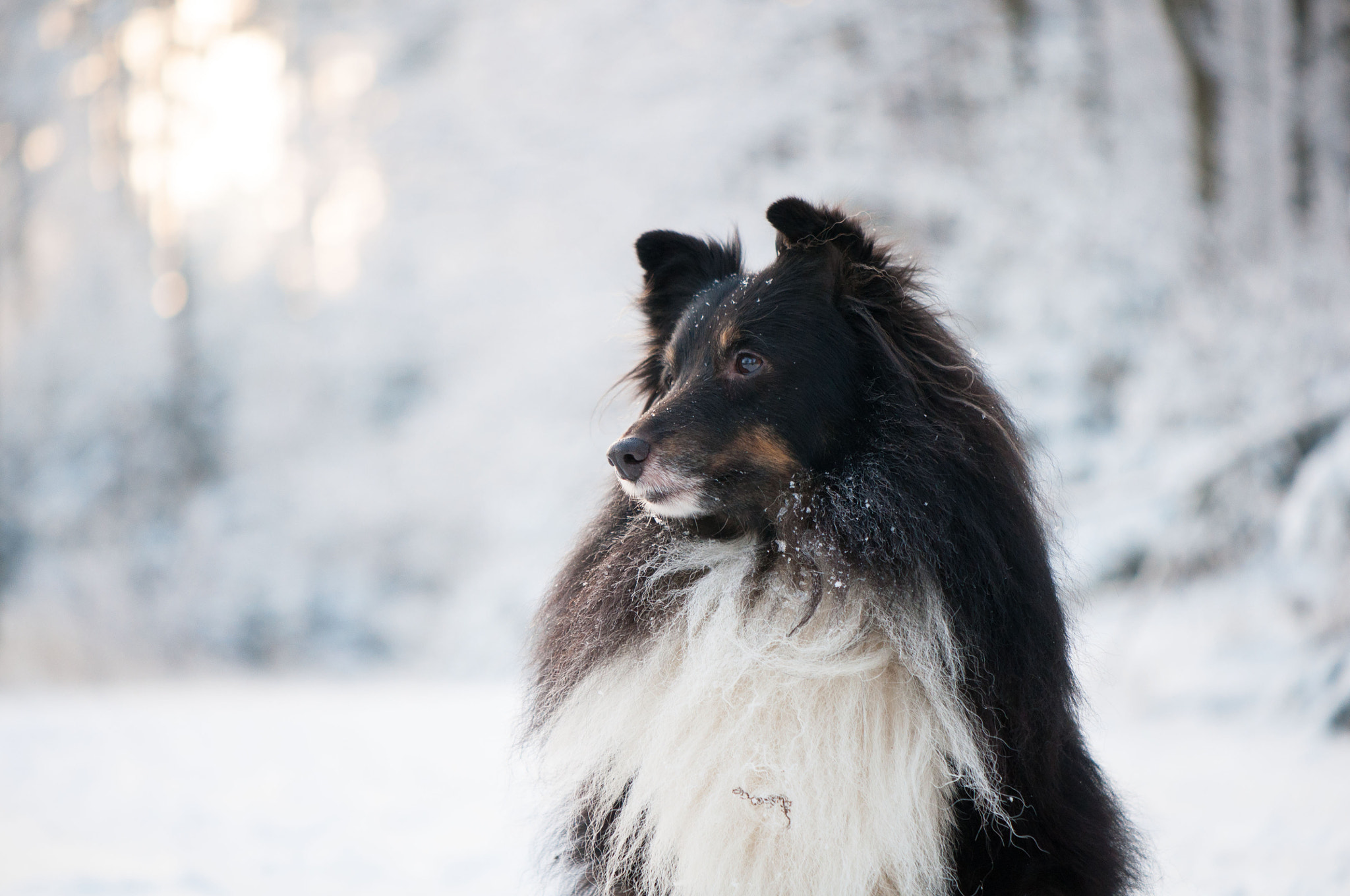 Nikon AF-S DX Micro-Nikkor 85mm F3.5G ED VR sample photo. Snowy portrait photography