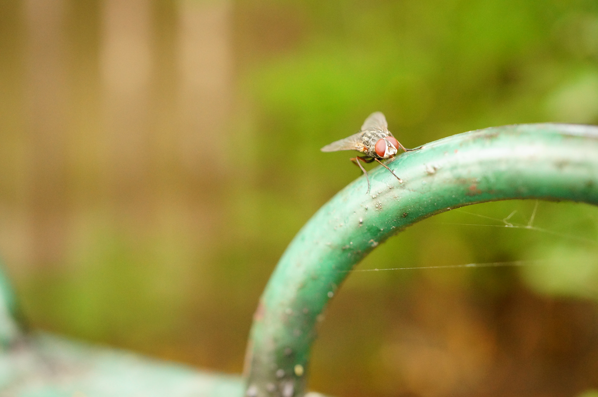 Sony Alpha NEX-6 + Sony E 30mm F3.5 Macro sample photo. Sitting fly photography