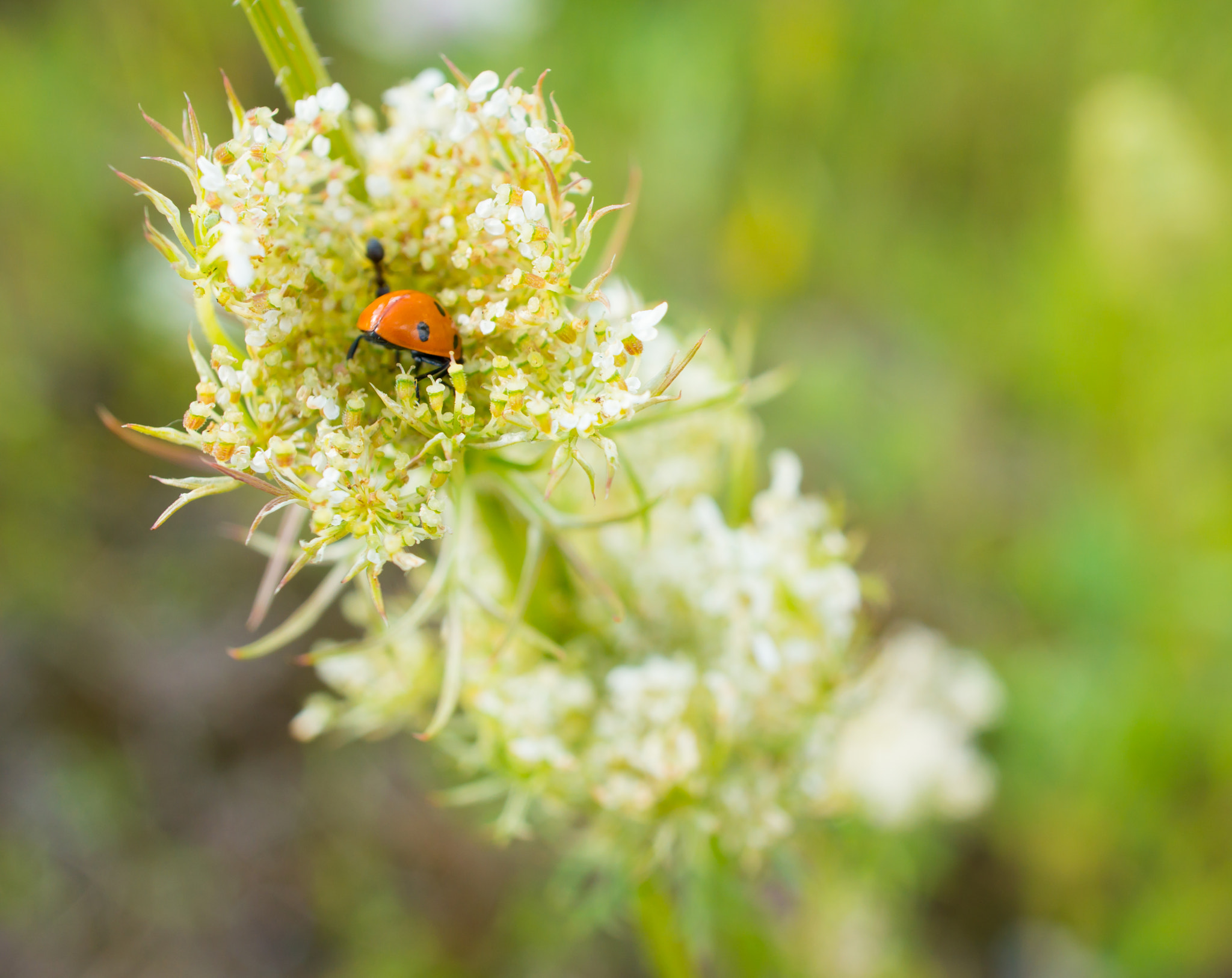 Sony Alpha NEX-6 + Sony E 30mm F3.5 Macro sample photo. Ladybird on flower photography