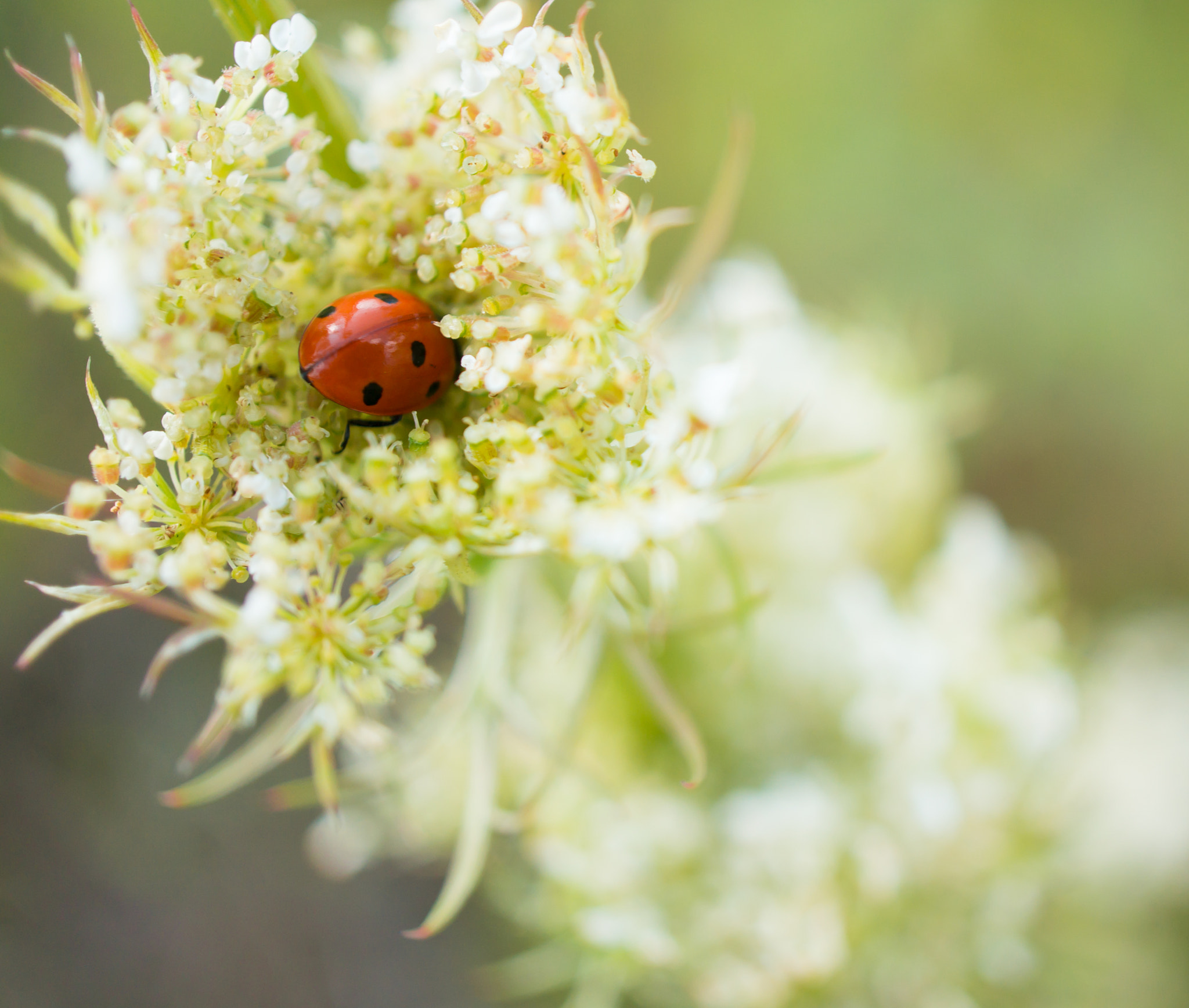 Sony Alpha NEX-6 + Sony E 30mm F3.5 Macro sample photo. Ladybird on flower photography