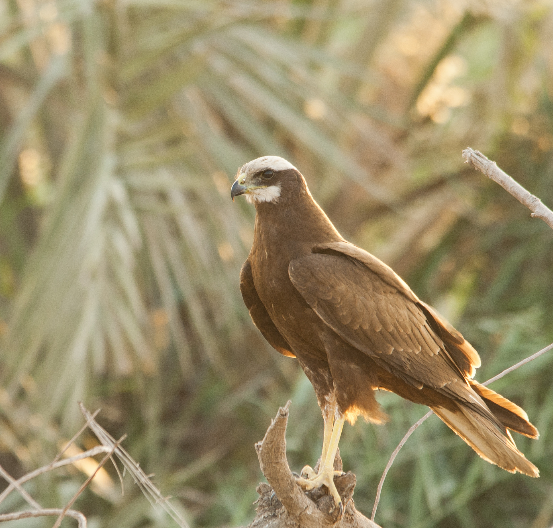 Sigma 150-500mm F5-6.3 DG OS HSM sample photo. Marsh harrier photography