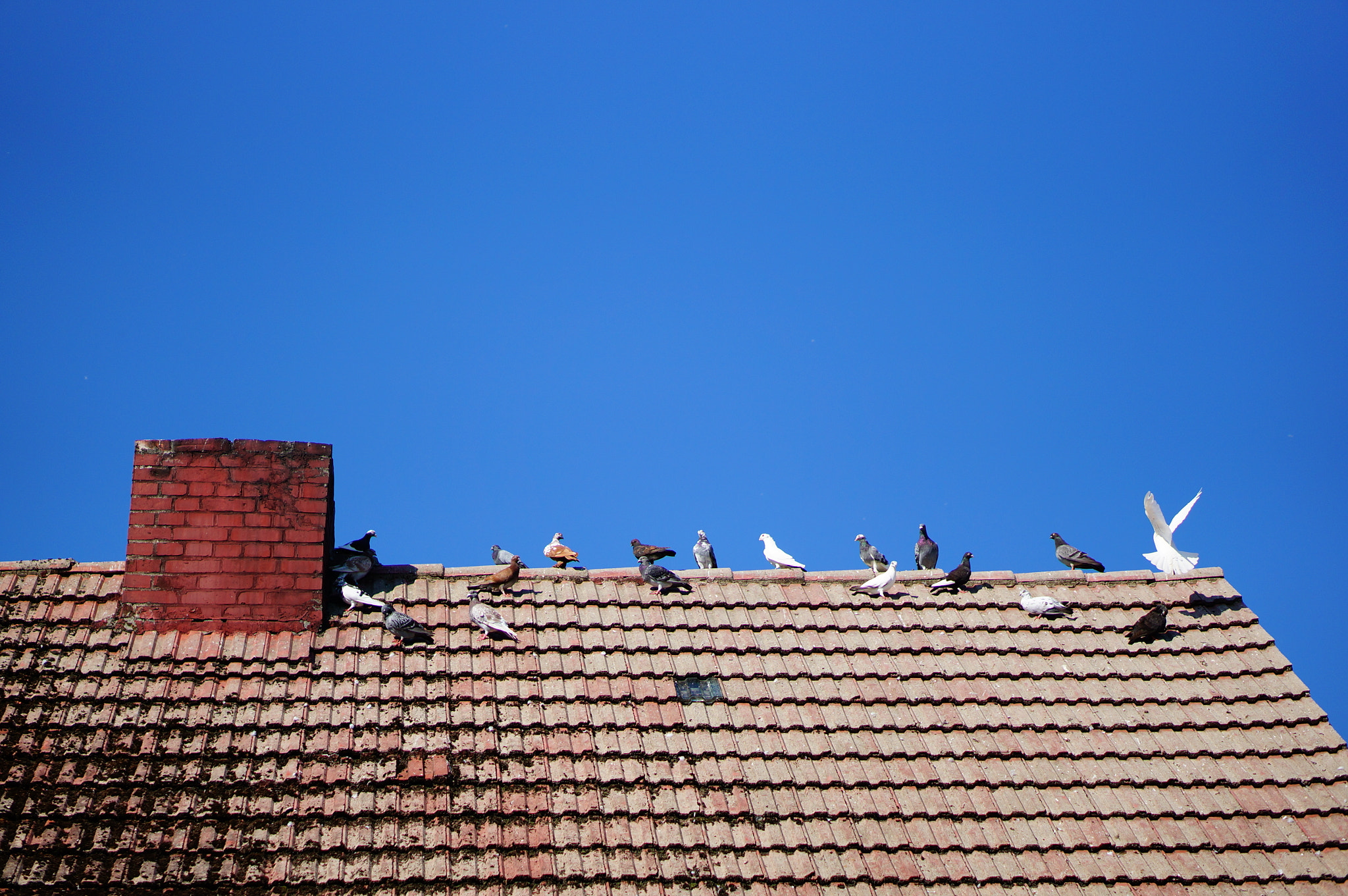 Sony Alpha NEX-6 + Sony E 50mm F1.8 OSS sample photo. House roof photography