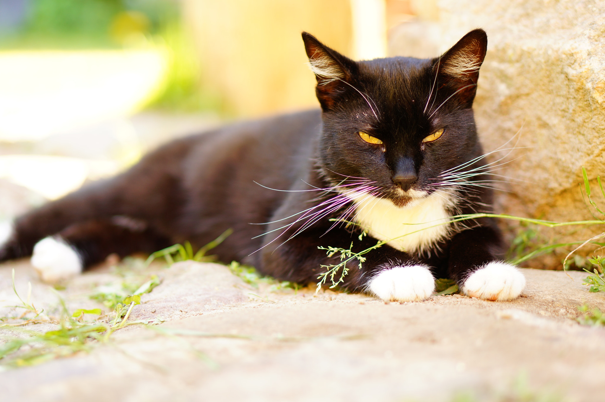 Sony Alpha NEX-6 + Sony E 50mm F1.8 OSS sample photo. Black cat photography