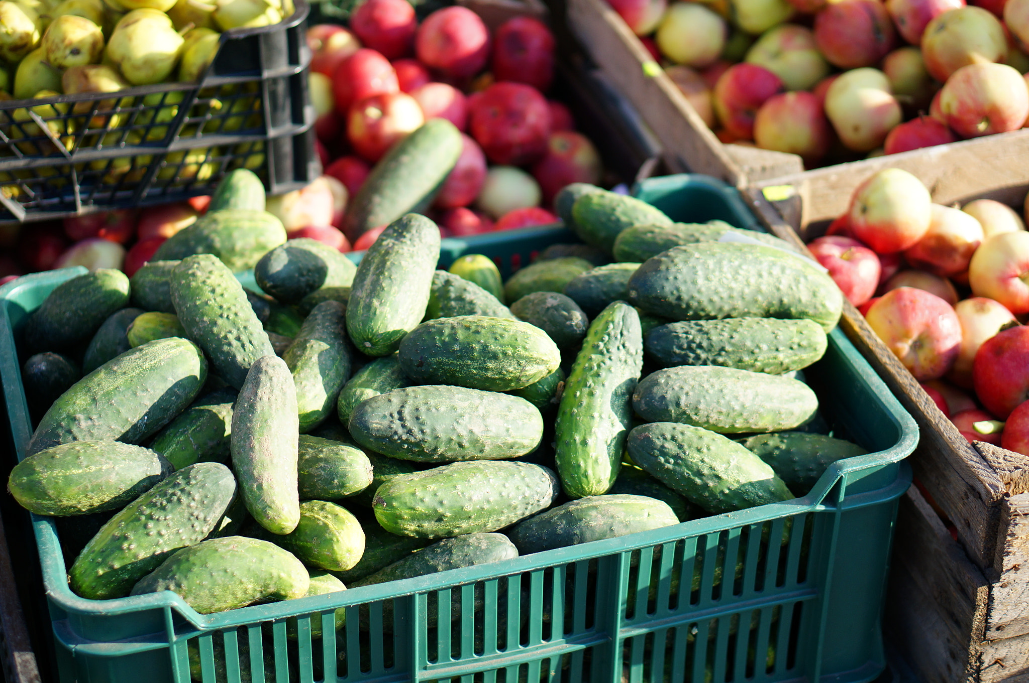 Sony Alpha NEX-6 + Sony E 50mm F1.8 OSS sample photo. Fresh cucumbers photography