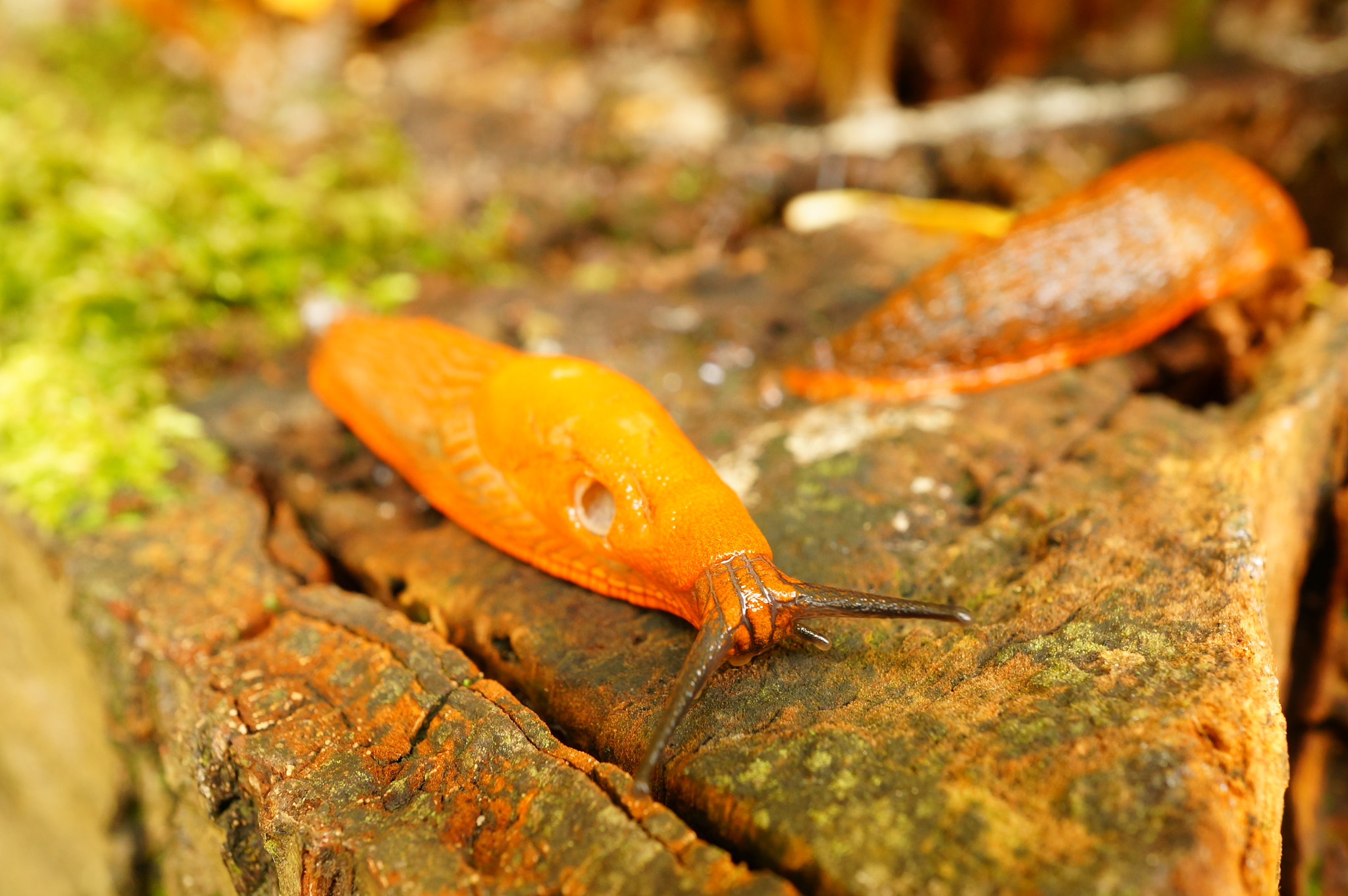 Sony Alpha NEX-6 + Sony E 30mm F3.5 Macro sample photo. Close-up of a slug moving on a cut tree photography