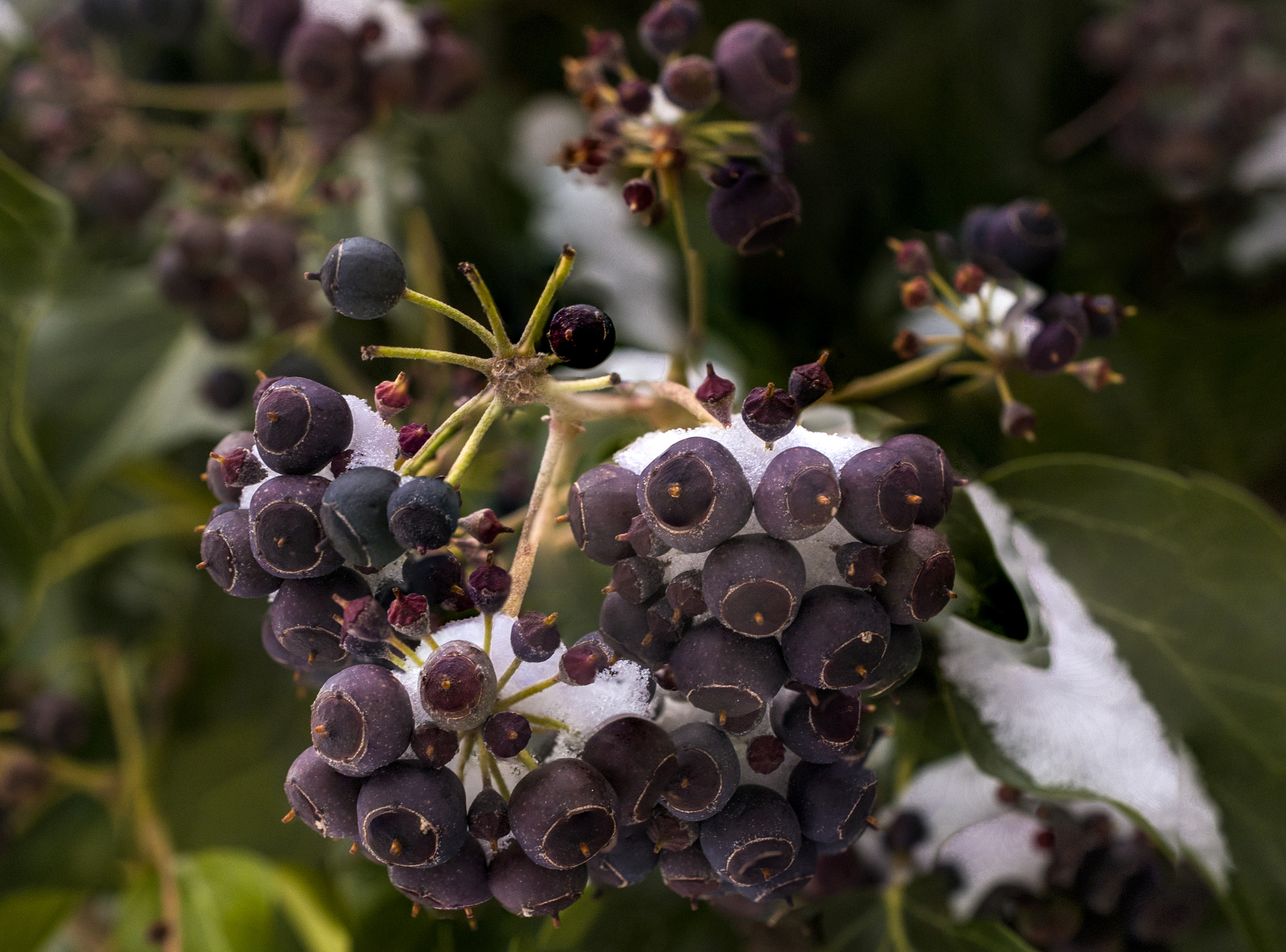 Nikon AF-S DX Micro Nikkor 40mm F2.8 sample photo. Berries photography