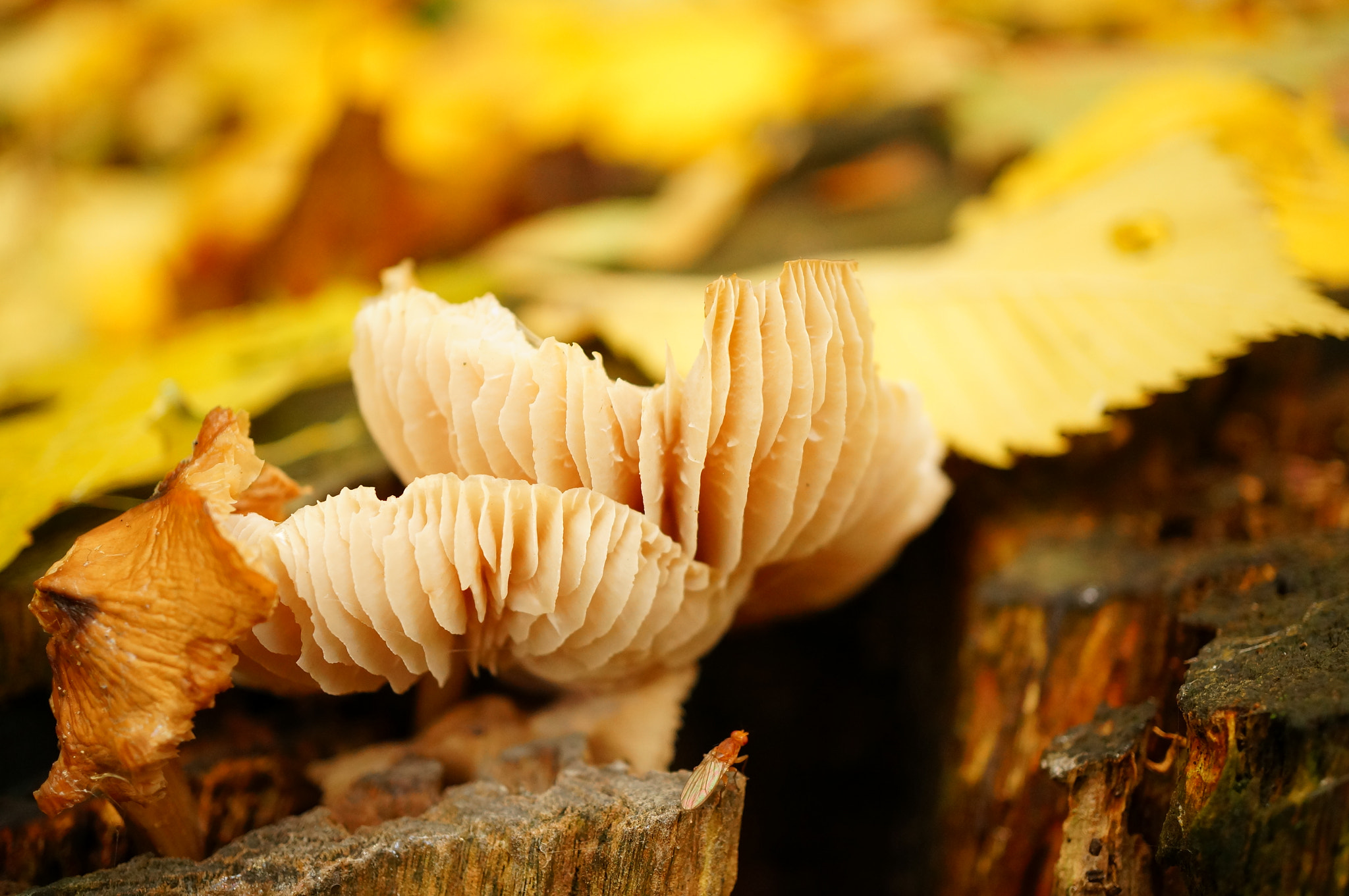 Sony Alpha NEX-6 + Sony E 30mm F3.5 Macro sample photo. Mushrooms growing on a cut tree in the autumn photography