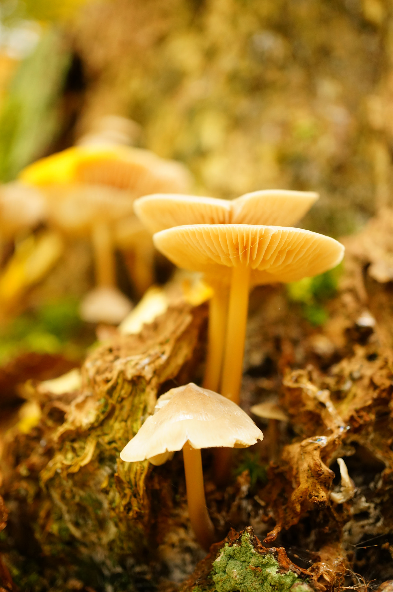 Sony Alpha NEX-6 + Sony E 30mm F3.5 Macro sample photo. Mushrooms growing on a cut tree in the autumn photography