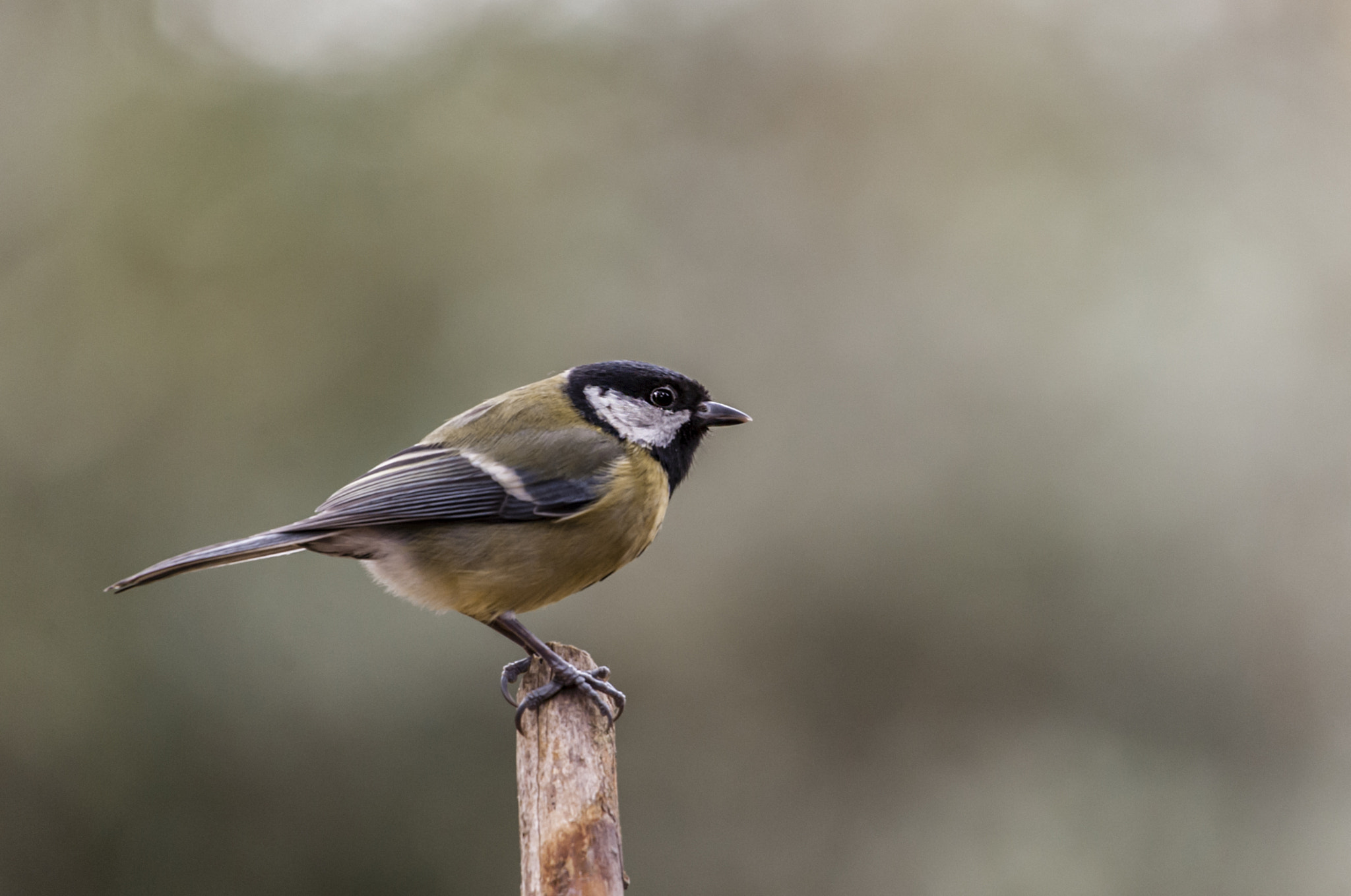 Sigma 50-500mm F4.5-6.3 DG OS HSM sample photo. Pajarillo photography