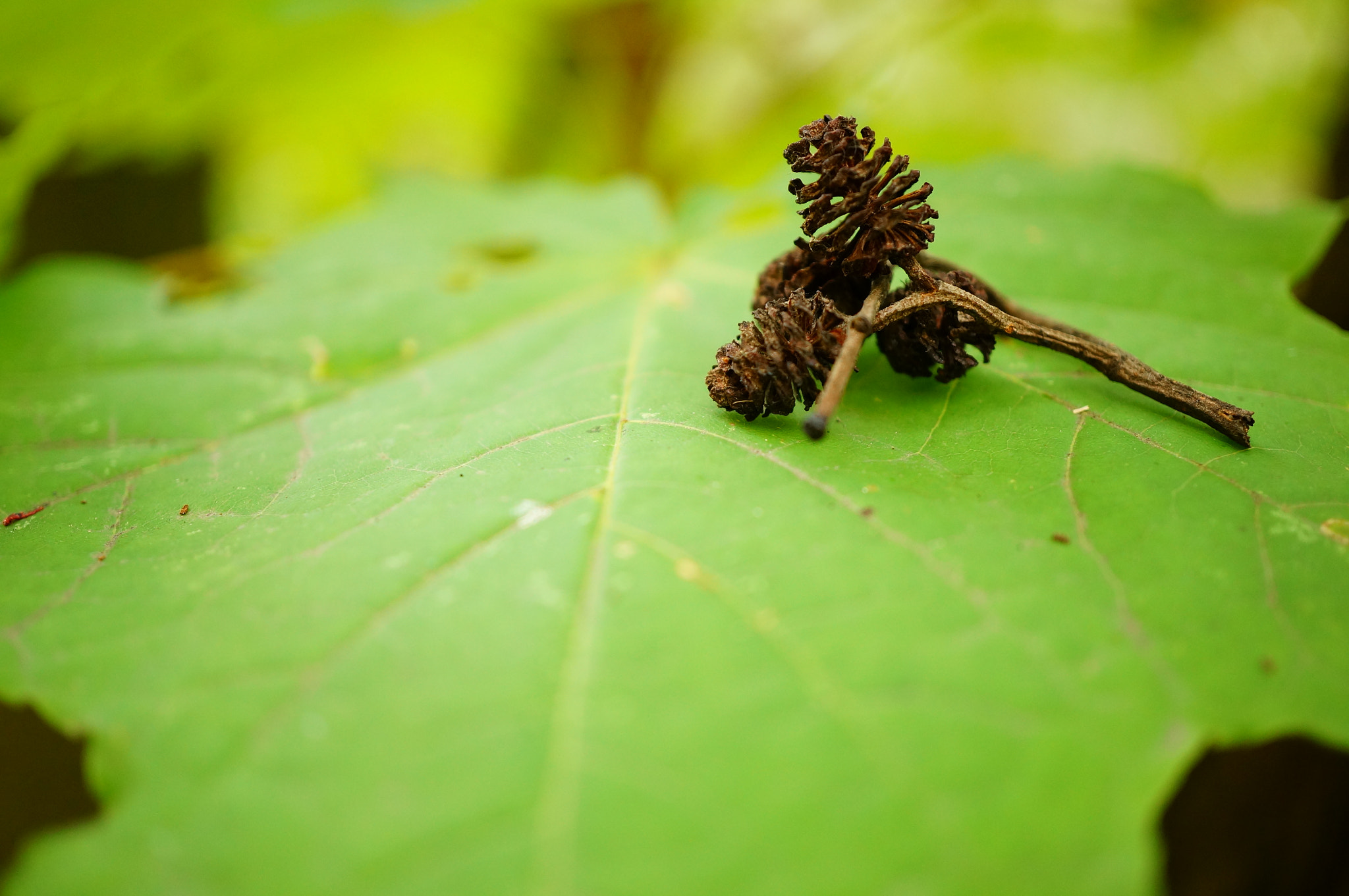 Sony Alpha NEX-6 + Sony E 30mm F3.5 Macro sample photo. Small tree cones on a green leaf photography