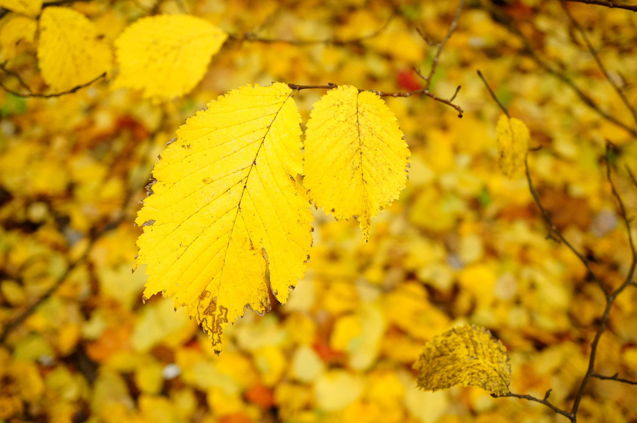 Sony Alpha NEX-6 + Sony E 30mm F3.5 Macro sample photo. Yellow leaves on a autumn day photography
