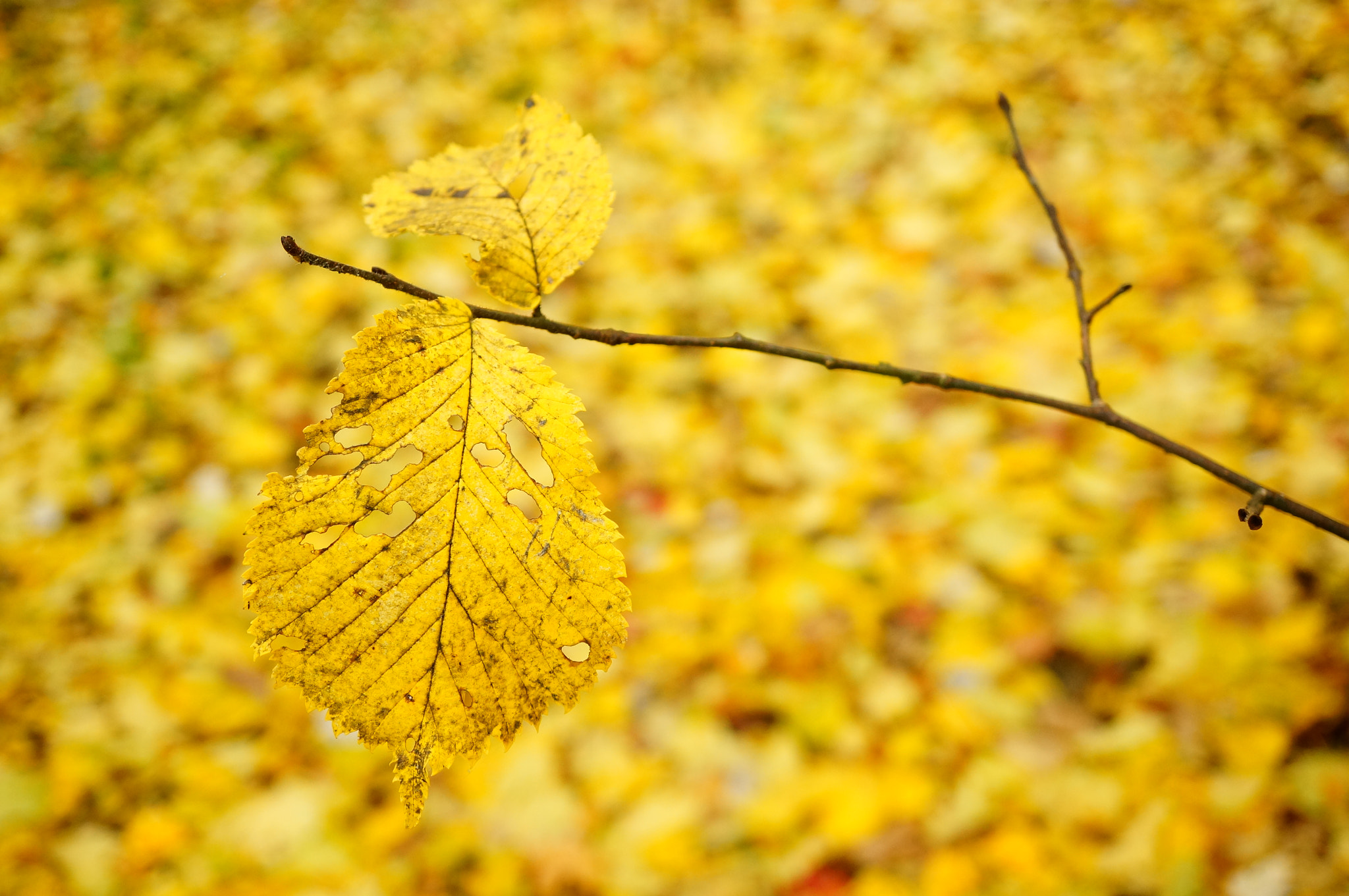 Sony Alpha NEX-6 + Sony E 30mm F3.5 Macro sample photo. Yellow leaf on a autumn day photography