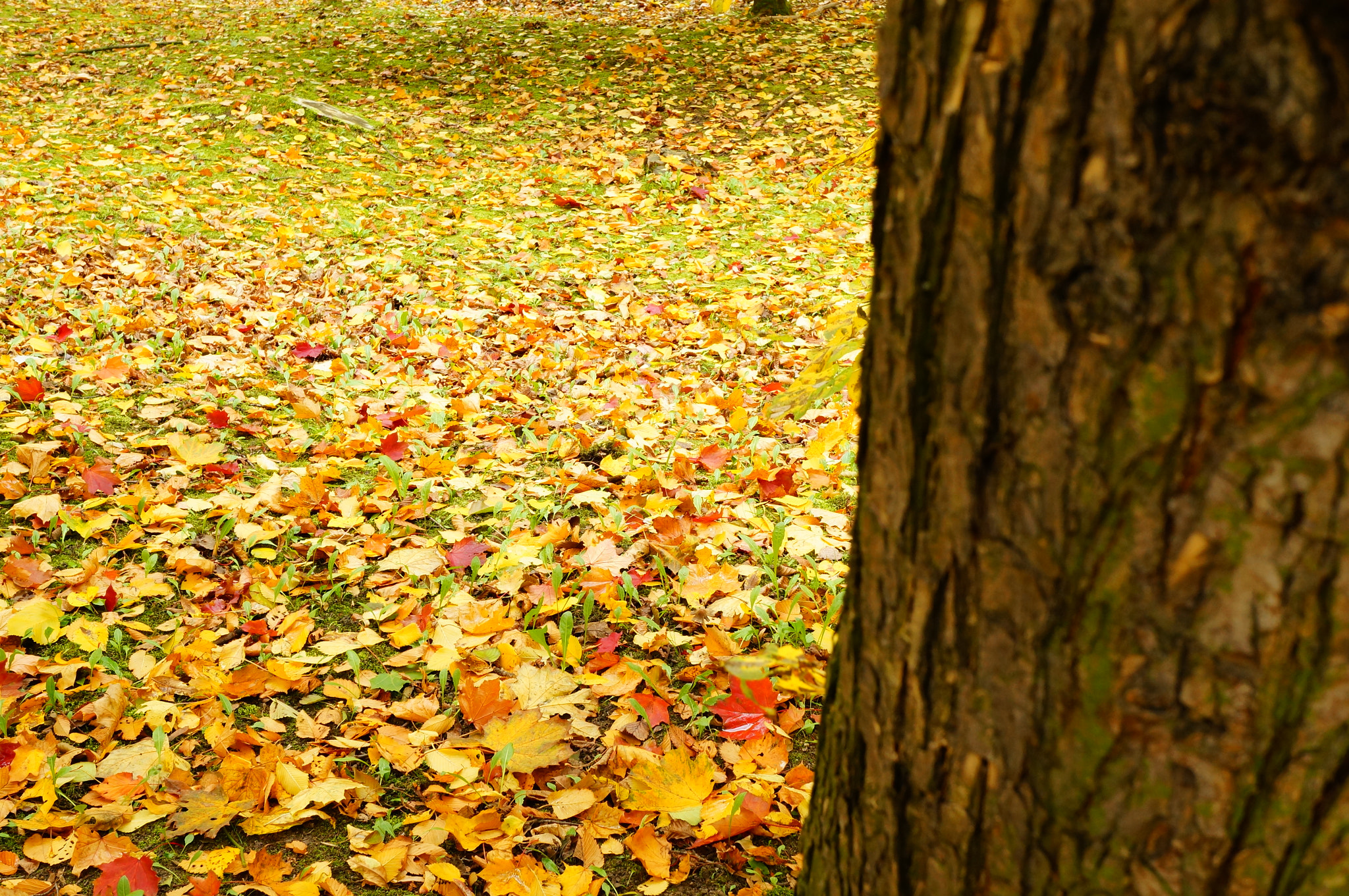 Sony Alpha NEX-6 + Sony E 30mm F3.5 Macro sample photo. Many colored leaves behind a tree in the autumn season photography