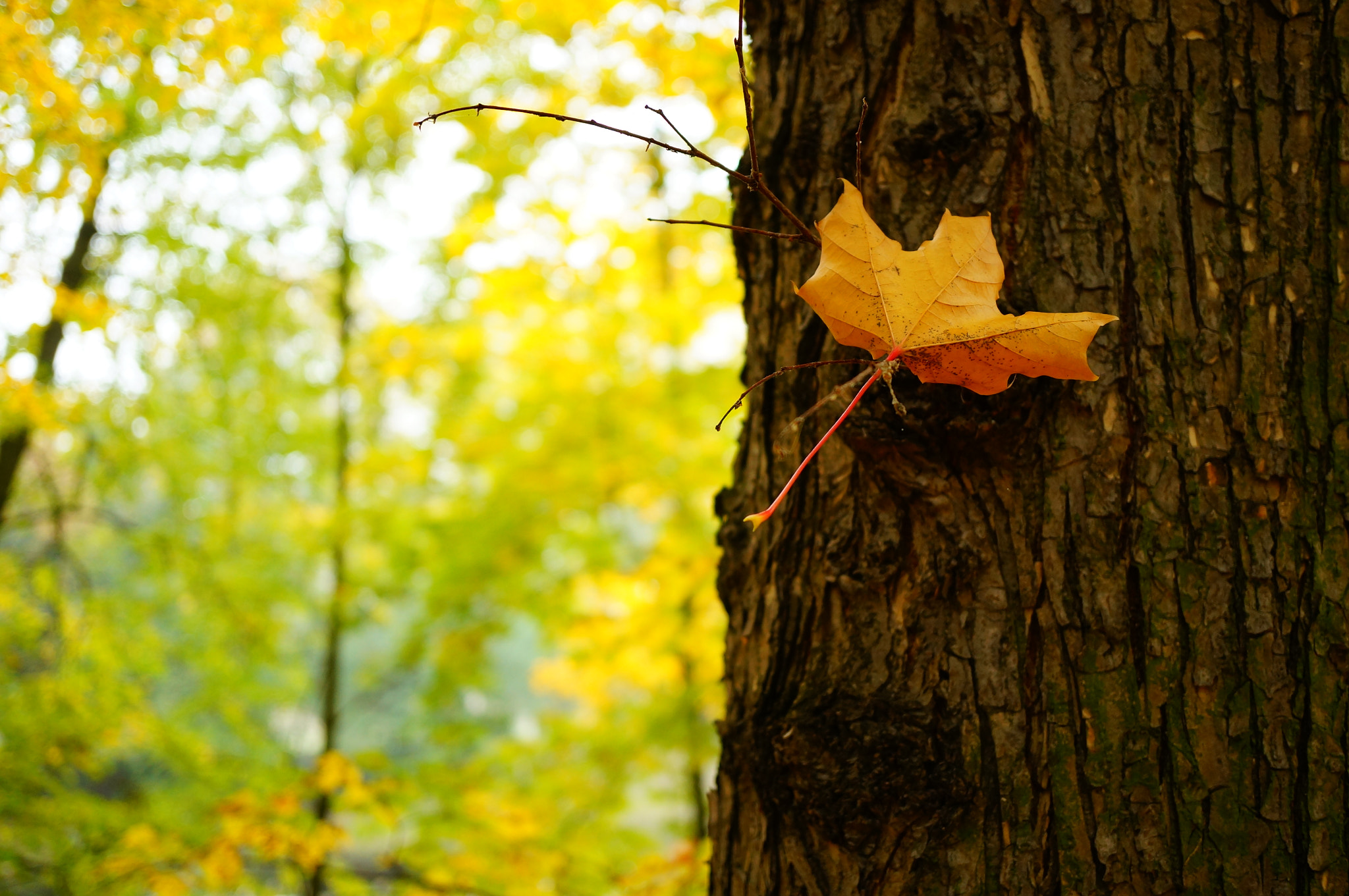 Sony Alpha NEX-6 + Sony E 30mm F3.5 Macro sample photo. Colored leaf on a tree in the autumn season photography
