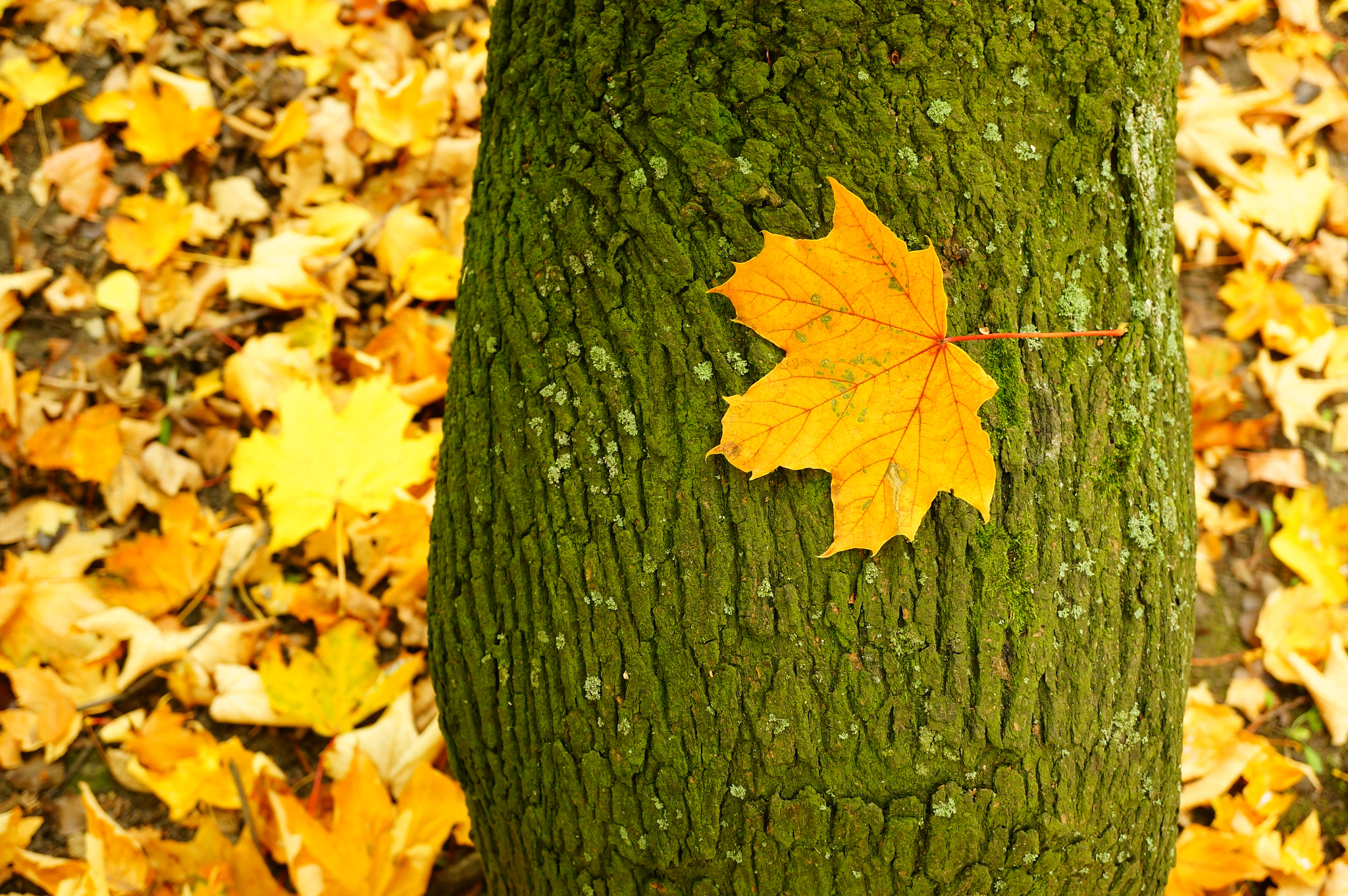 Sony Alpha NEX-6 + Sony E 30mm F3.5 Macro sample photo. Autumn leaf on a tree photography