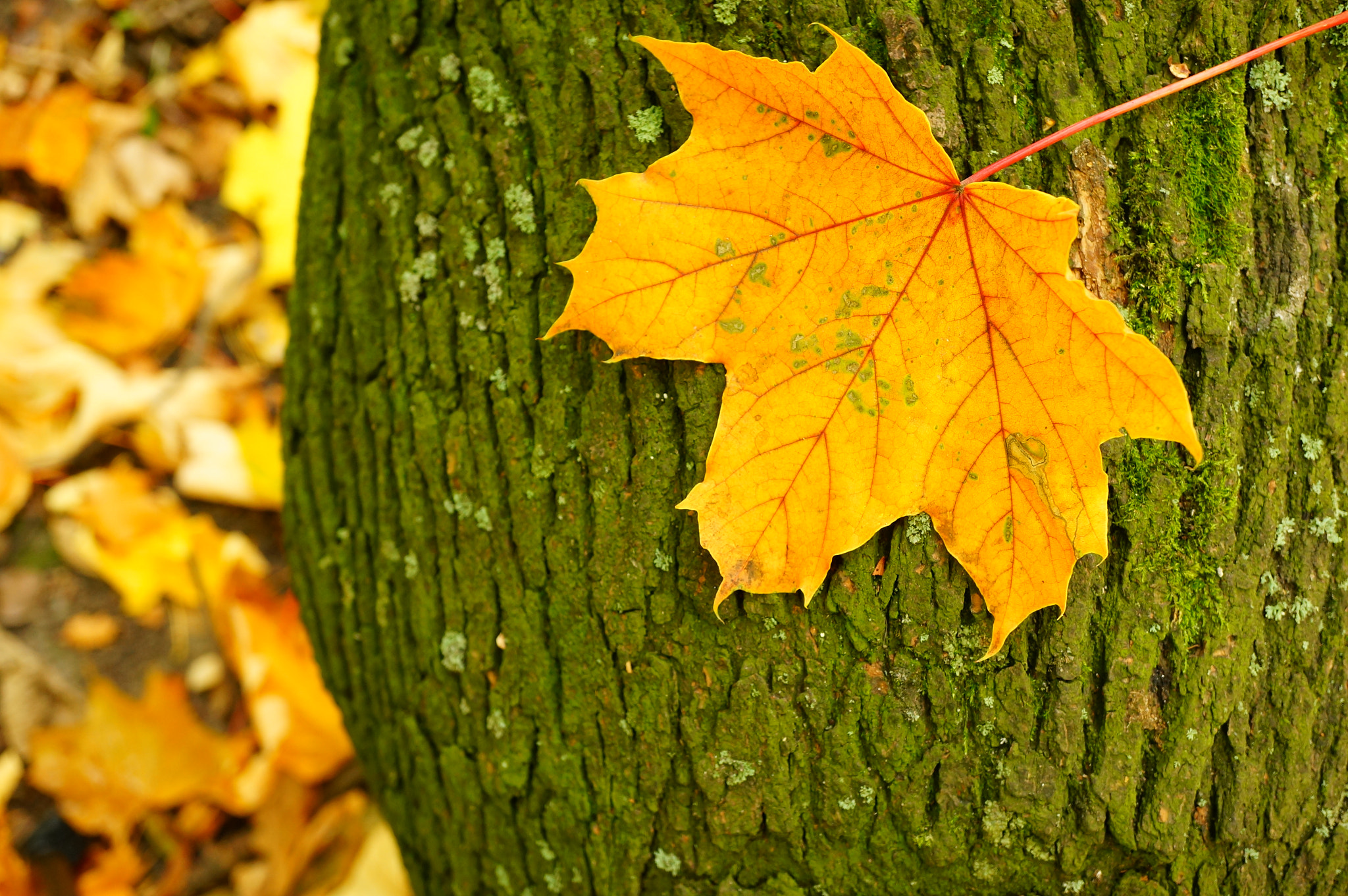 Sony Alpha NEX-6 + Sony E 30mm F3.5 Macro sample photo. Autumn leaf on a tree photography