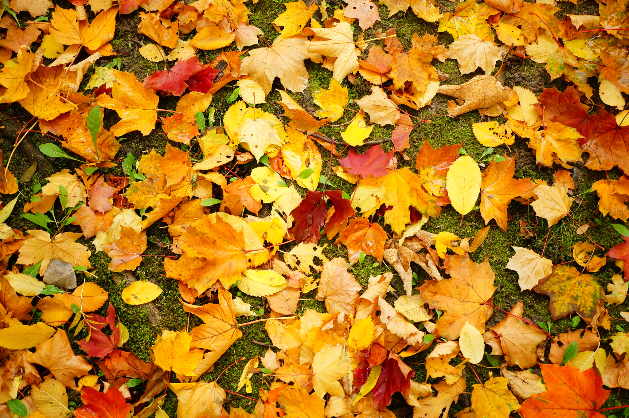 Sony Alpha NEX-6 + Sony E 30mm F3.5 Macro sample photo. Background of many colored autumn leaves on green grass photography
