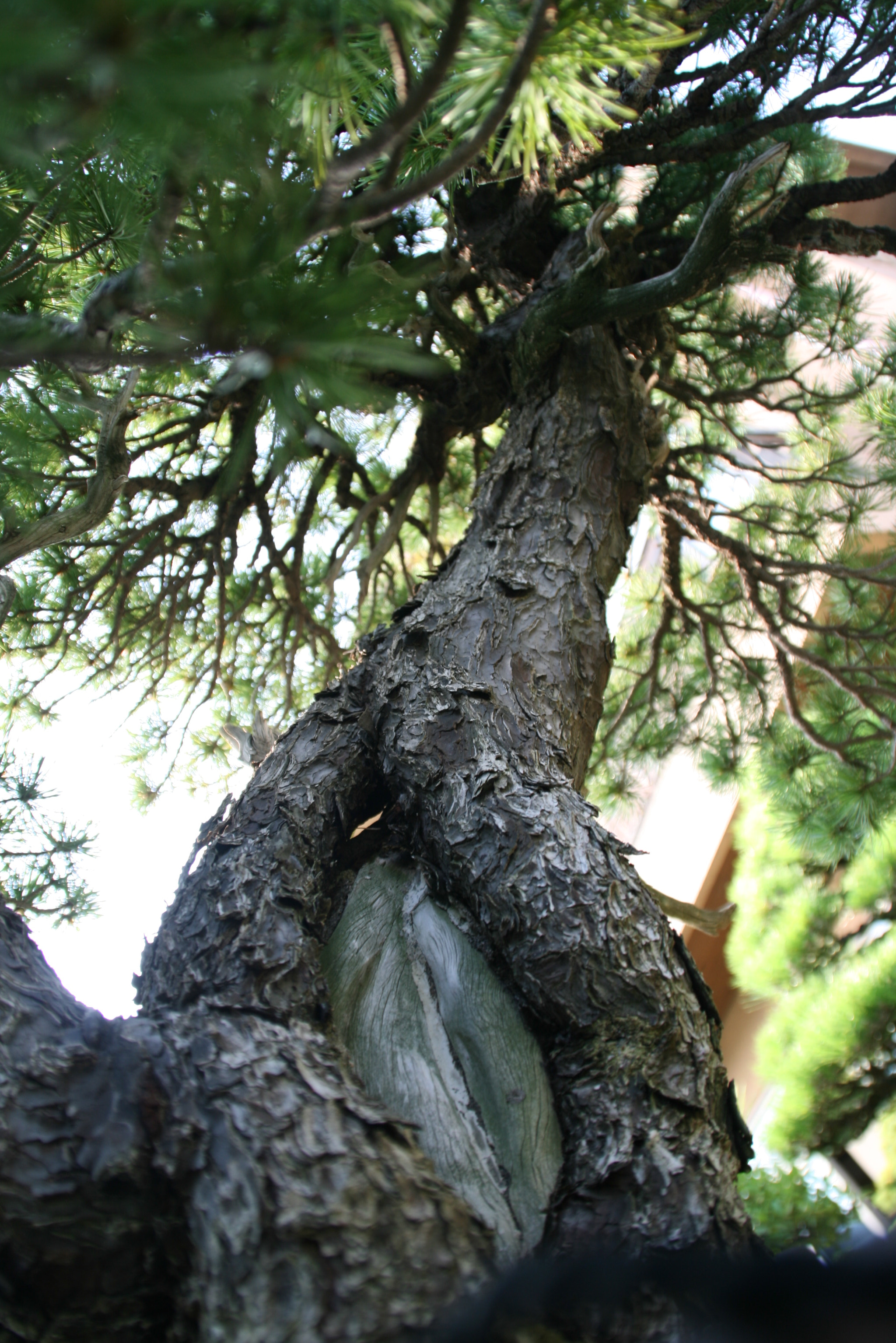 Canon EOS 400D (EOS Digital Rebel XTi / EOS Kiss Digital X) sample photo. The world of bonsai photography