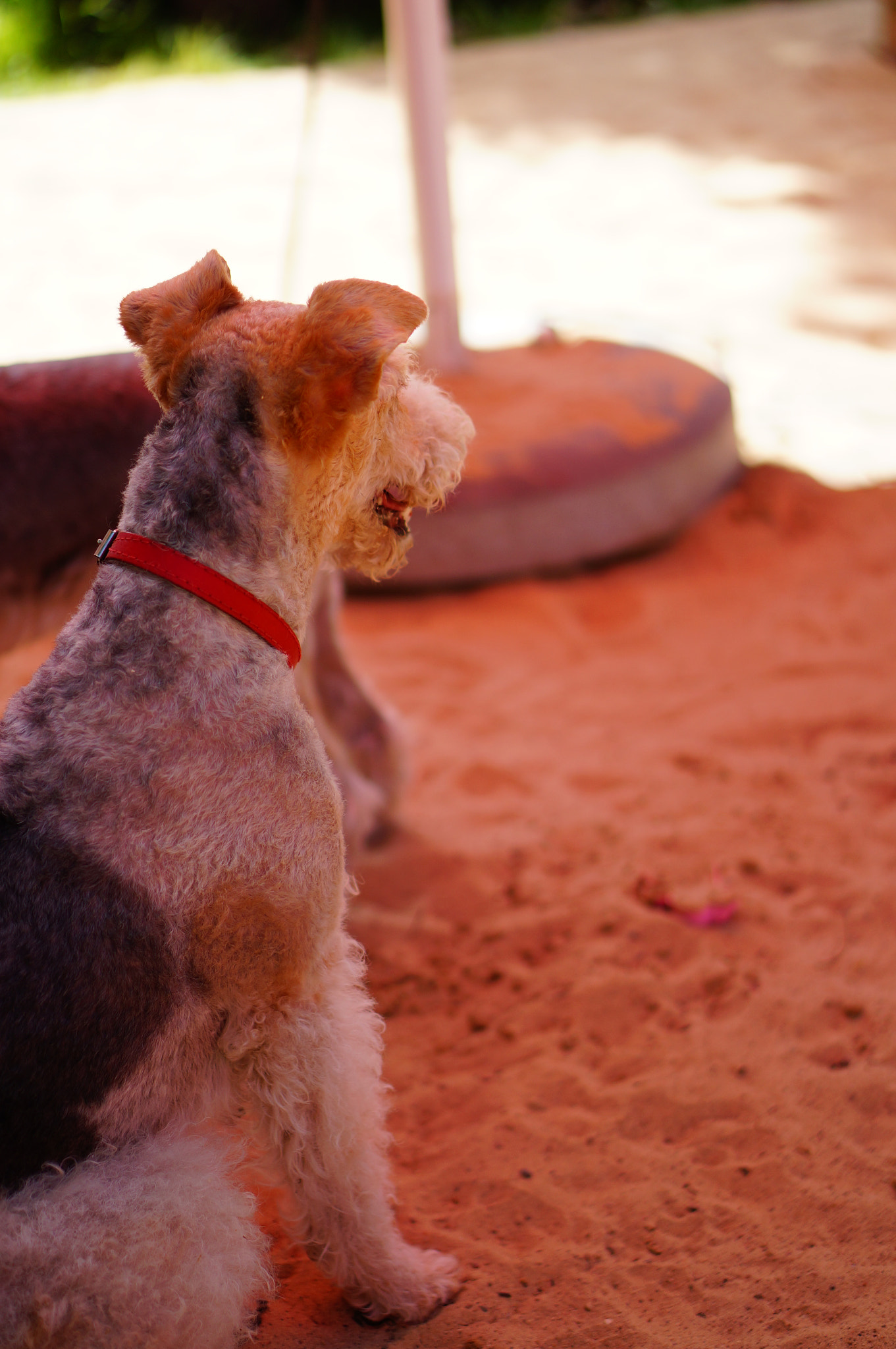 Sony Alpha NEX-6 + Sony E 50mm F1.8 OSS sample photo. Small dog photography