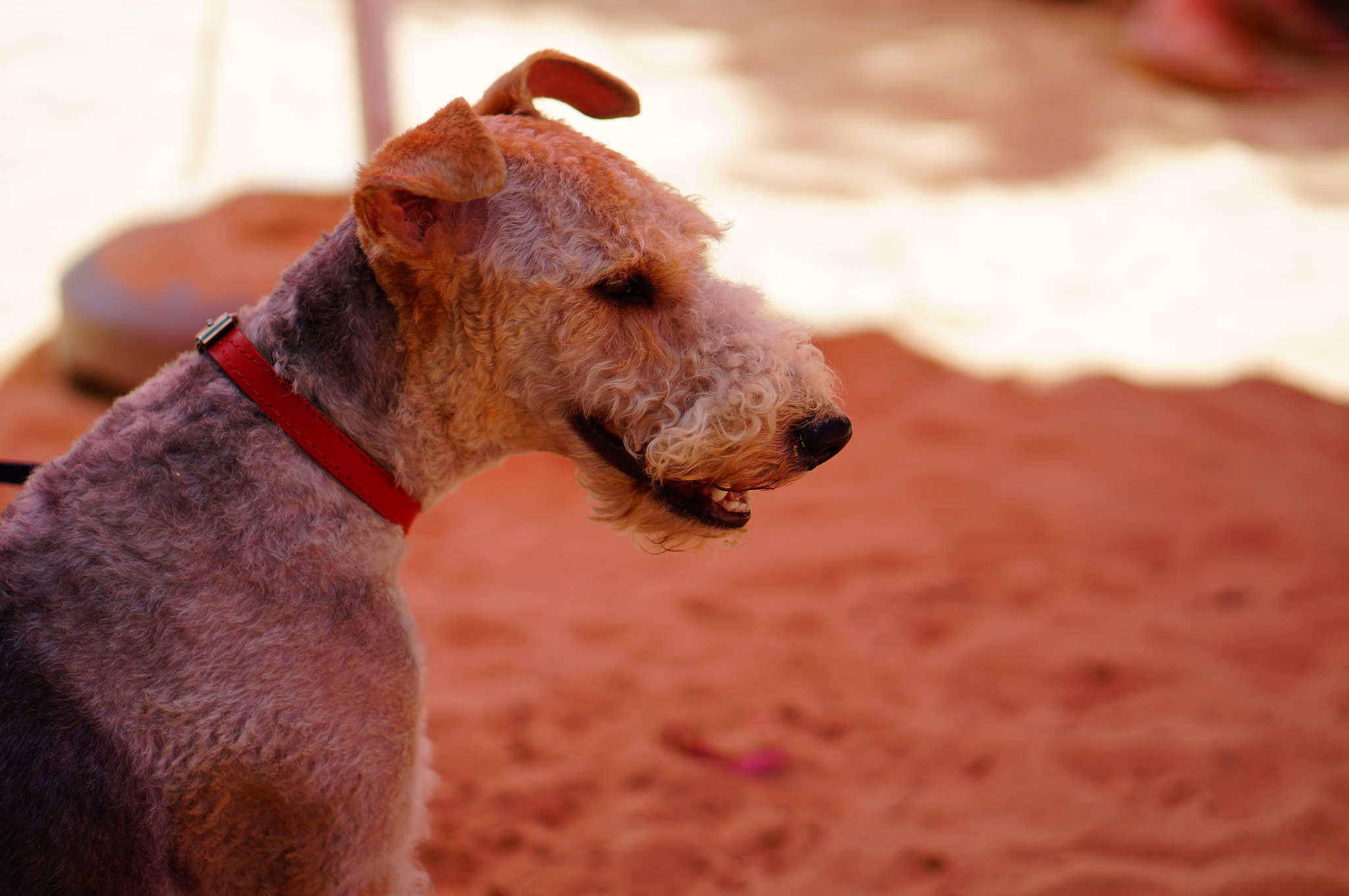 Sony Alpha NEX-6 + Sony E 50mm F1.8 OSS sample photo. Small dog photography
