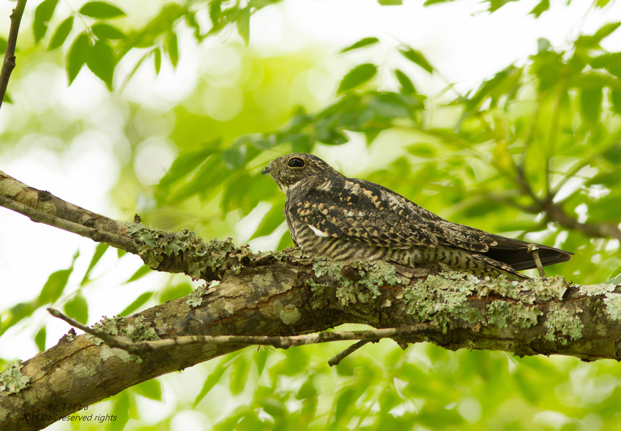 Canon EF 300mm F4L IS USM sample photo
