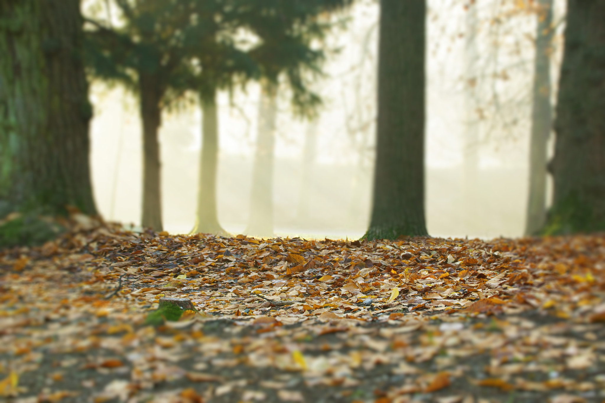 Sony SLT-A77 + DT 18-300mm F3.5-6.3 sample photo. La nebbia il bosco photography