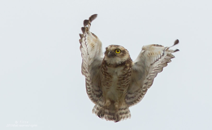 Canon EF 300mm F4L IS USM sample photo